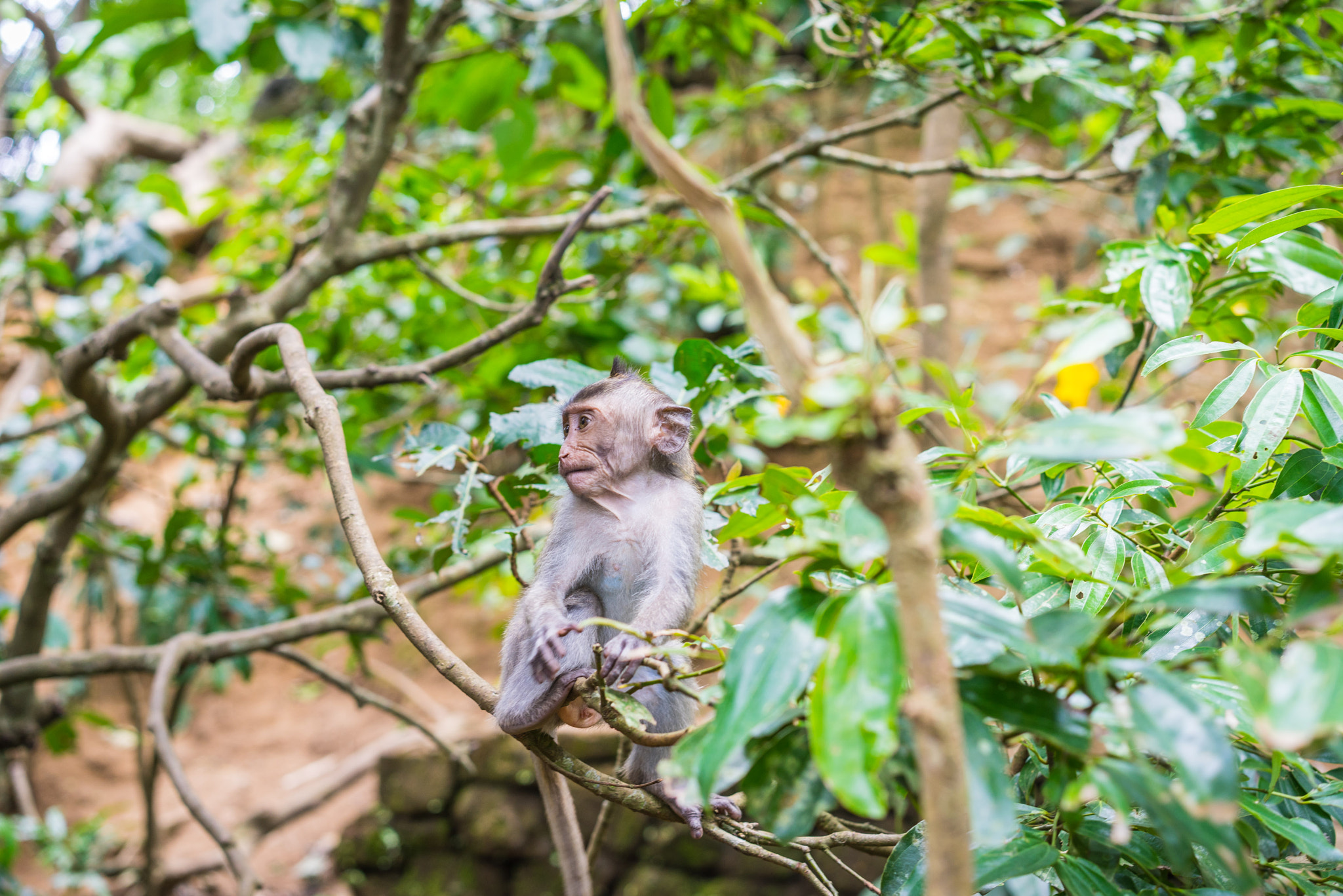 Sony a7R + Sony Sonnar T* FE 55mm F1.8 ZA sample photo. Monkeys in monkey forrest in ubud photography