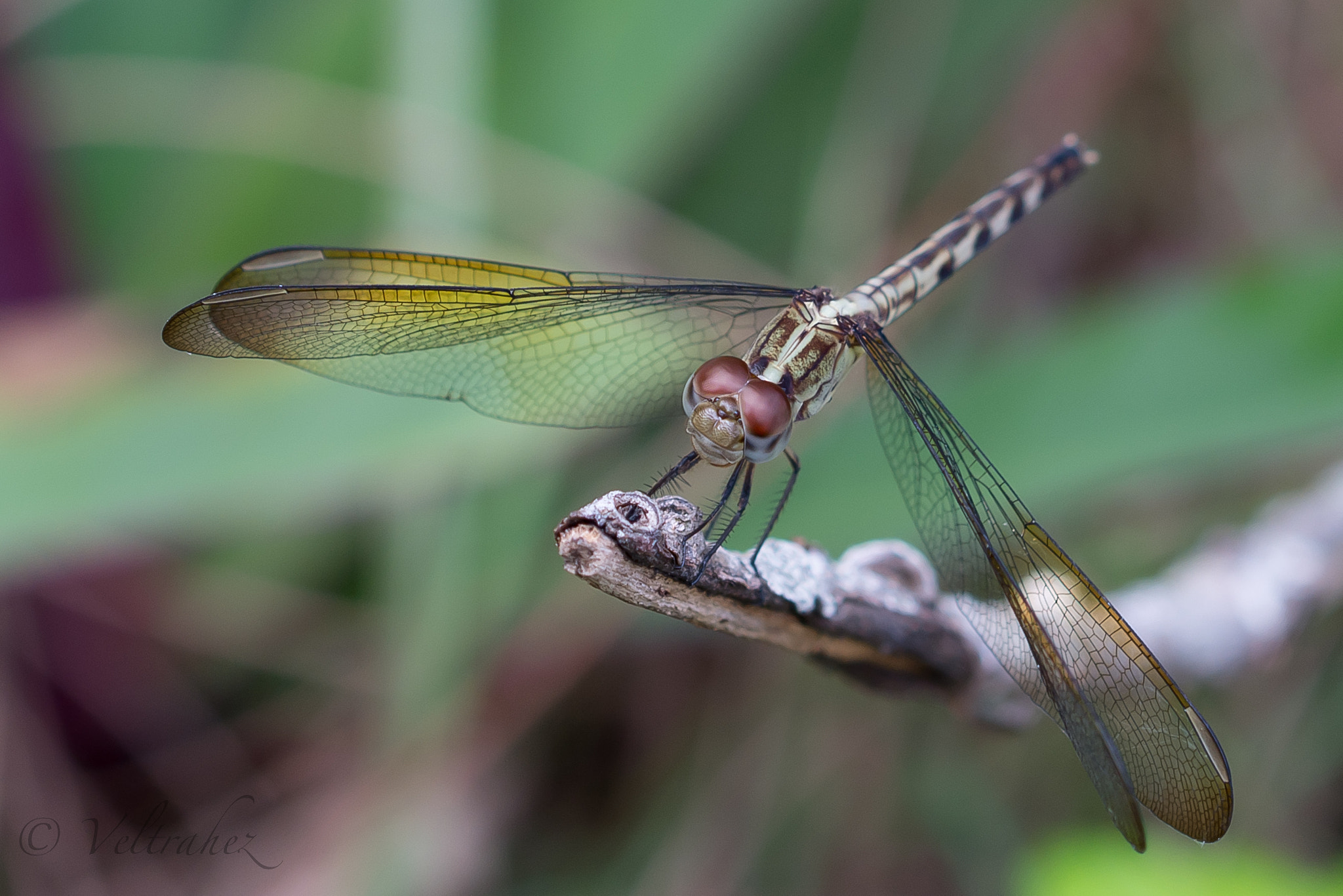 Sigma 105mm F2.8 EX DG OS HSM sample photo. Dsc photography