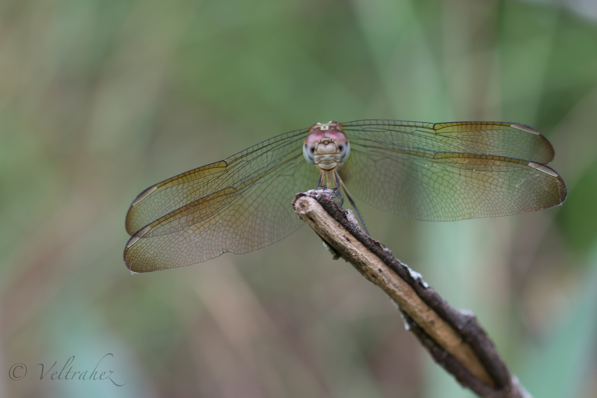 Sigma 105mm F2.8 EX DG OS HSM sample photo. Dsc photography