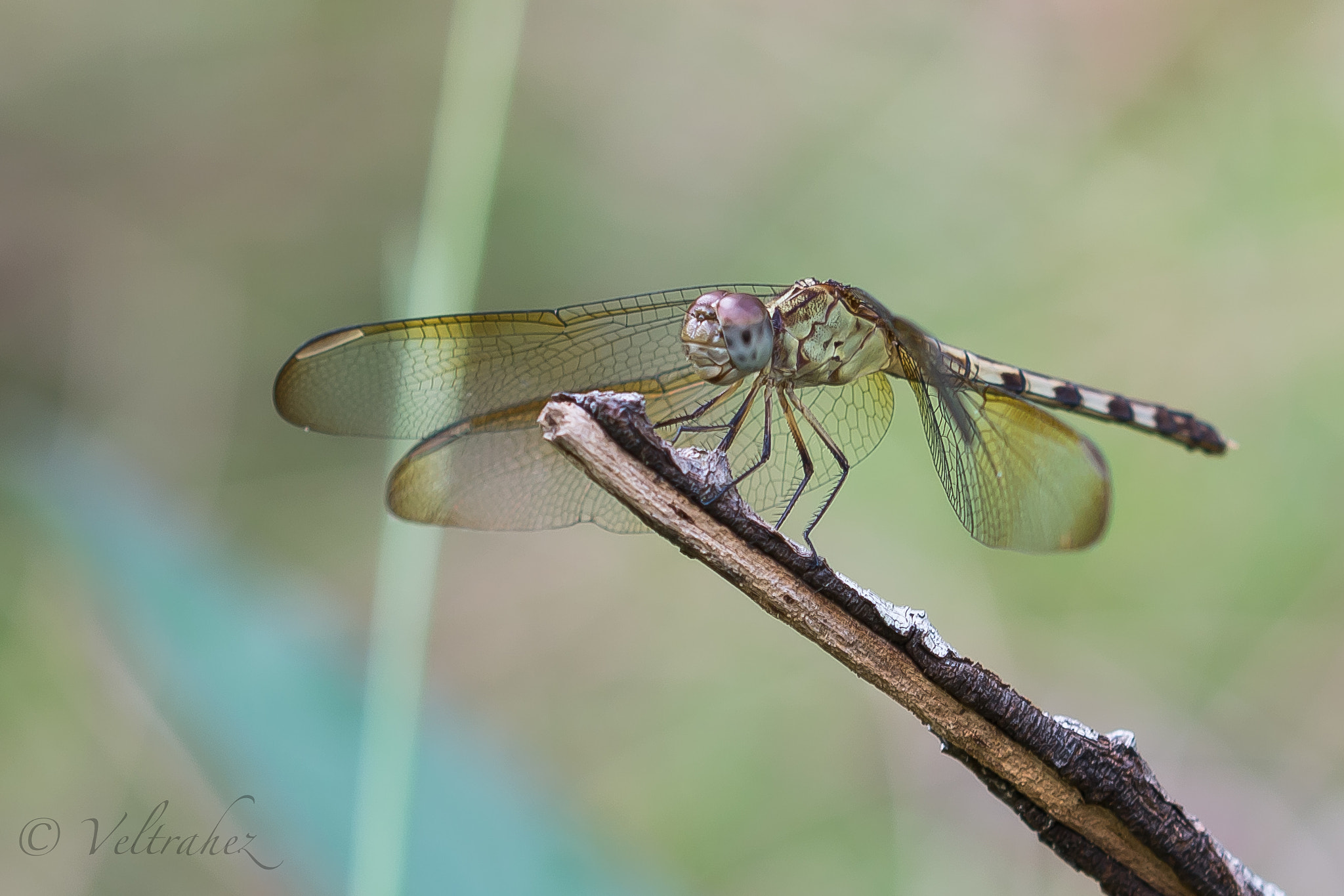 Sigma 105mm F2.8 EX DG OS HSM sample photo. Dsc photography
