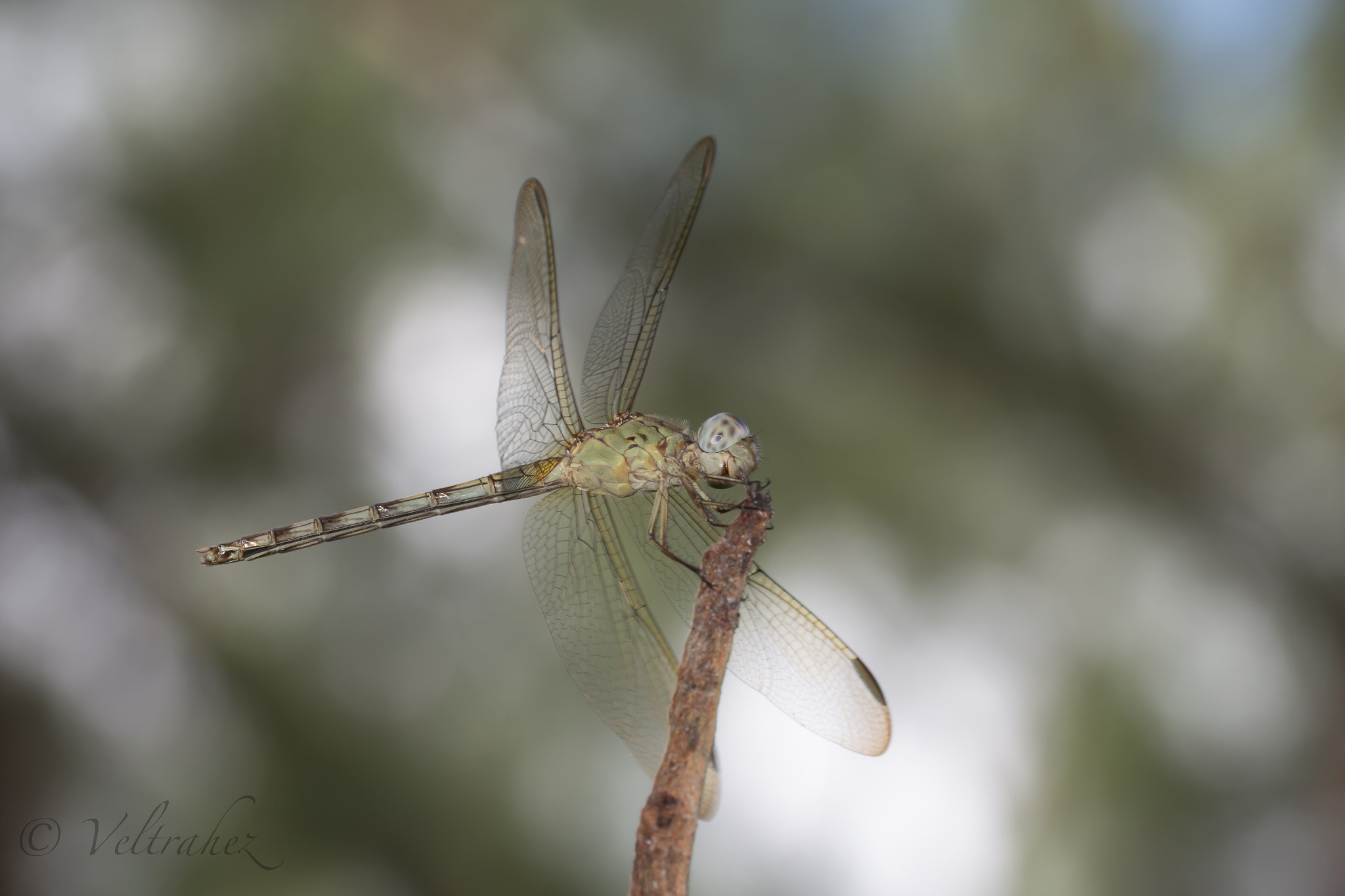 Sigma 105mm F2.8 EX DG OS HSM sample photo. Dsc photography