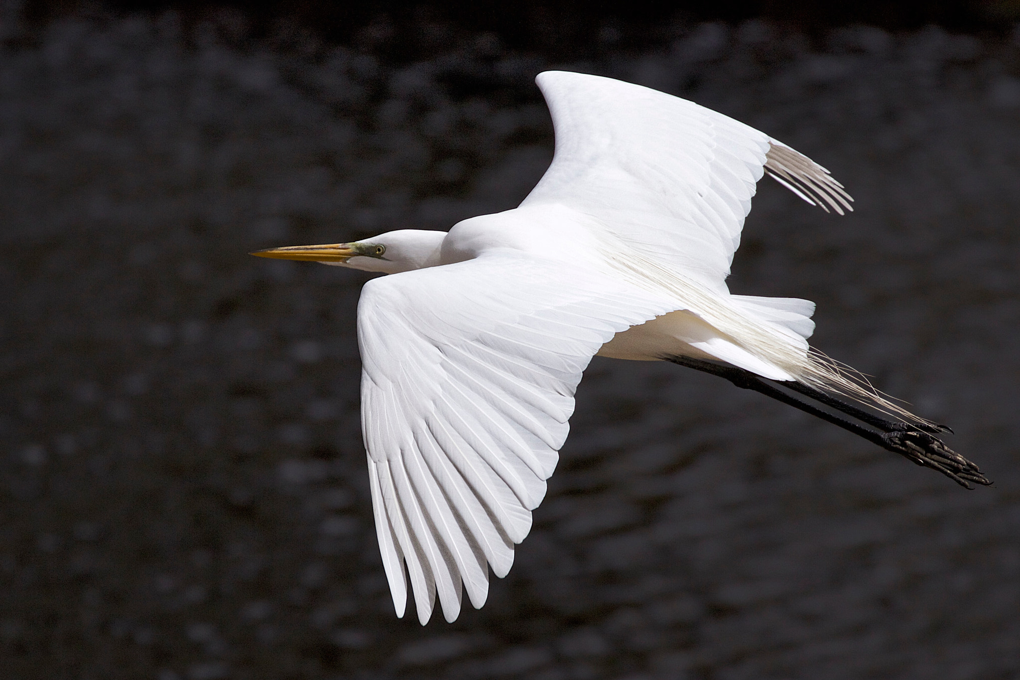 Canon EF 70-300mm F4-5.6L IS USM sample photo. Great white egret ii photography