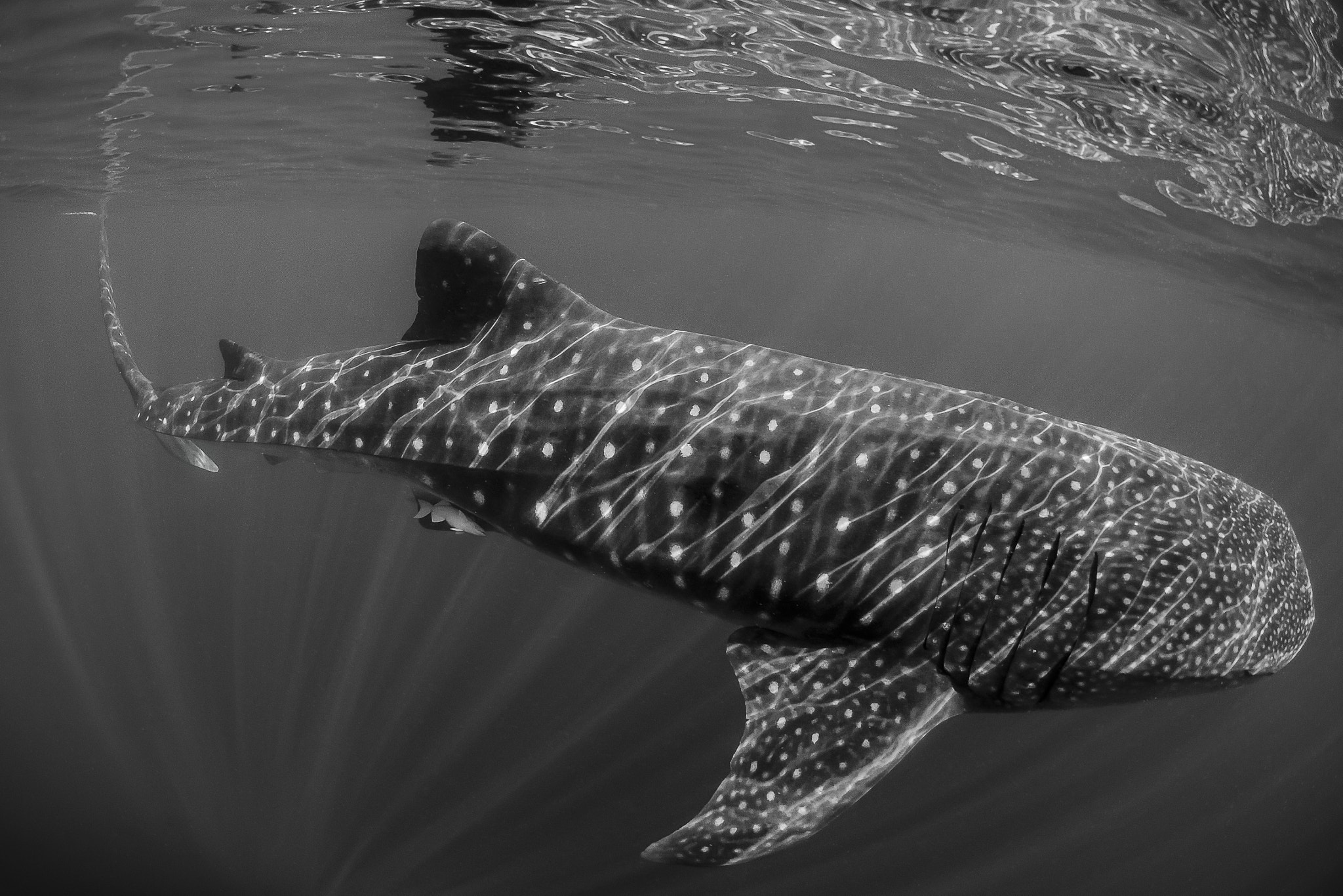 Nikon AF DX Fisheye-Nikkor 10.5mm F2.8G ED sample photo. Whale shark photography