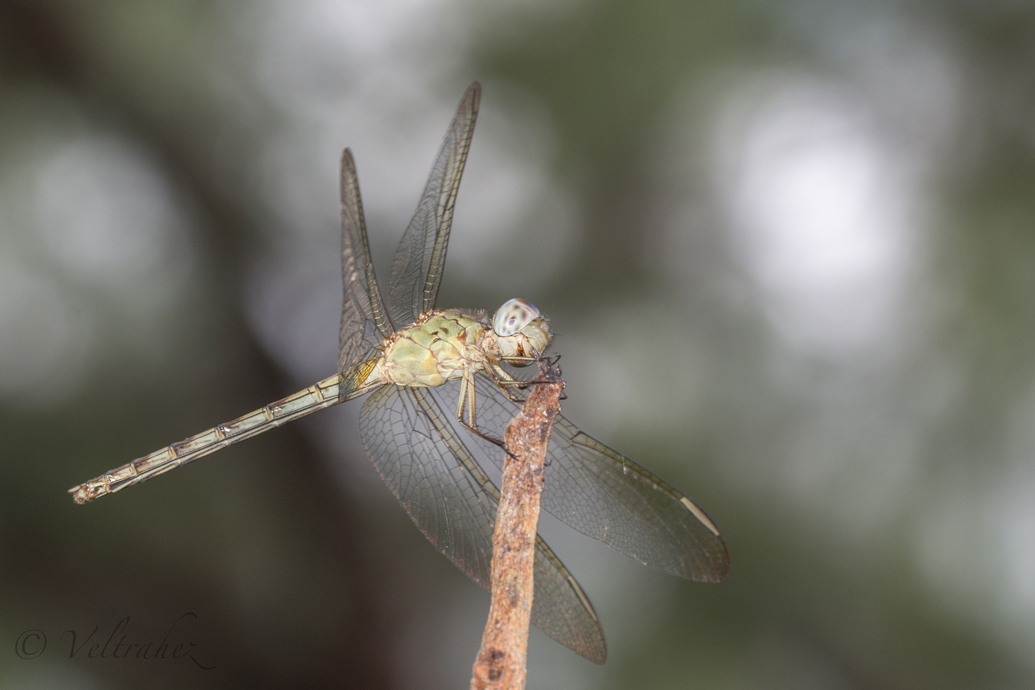Sigma 105mm F2.8 EX DG OS HSM sample photo. Dsc photography