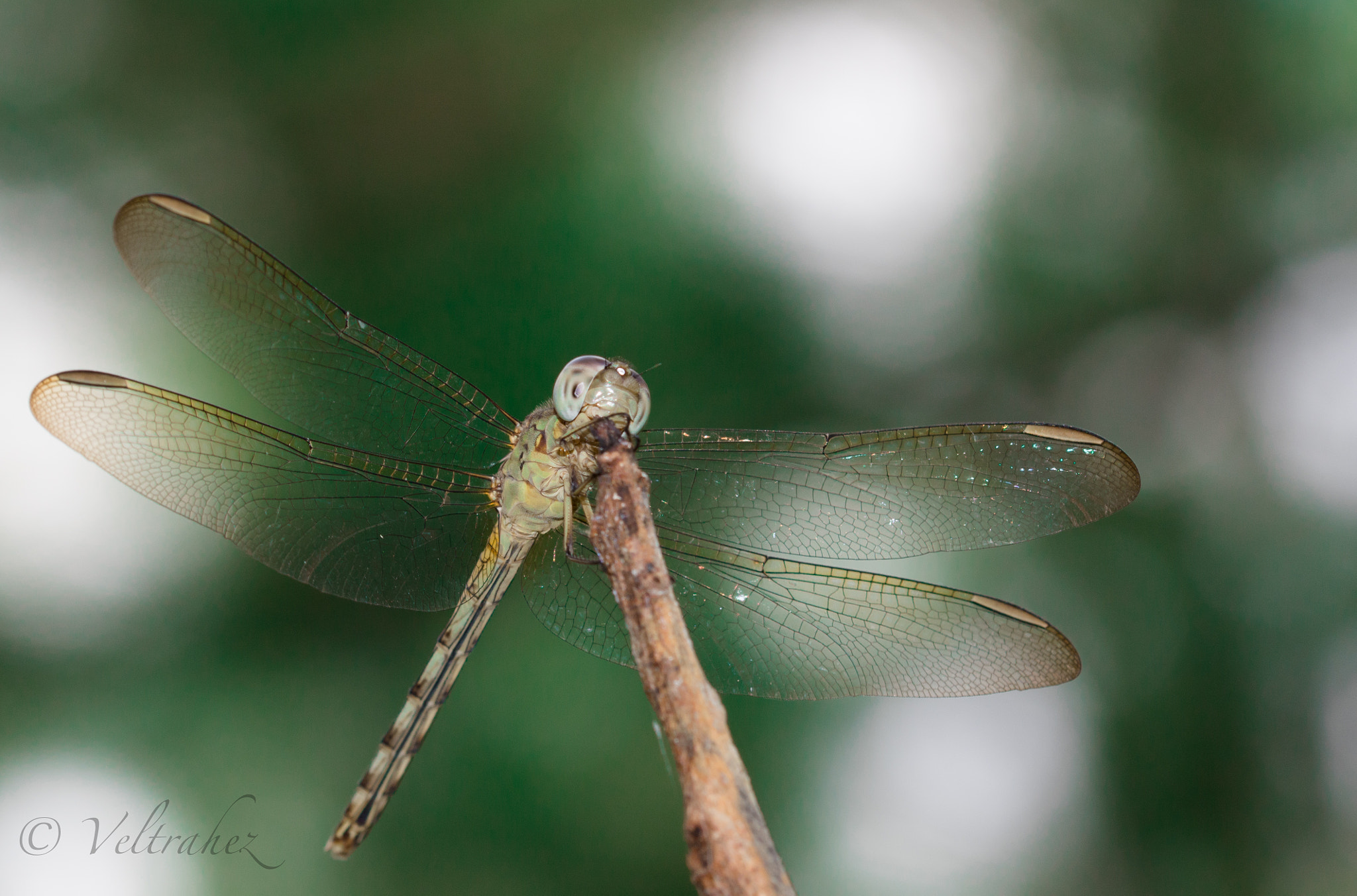 Sigma 105mm F2.8 EX DG OS HSM sample photo. Dsc photography