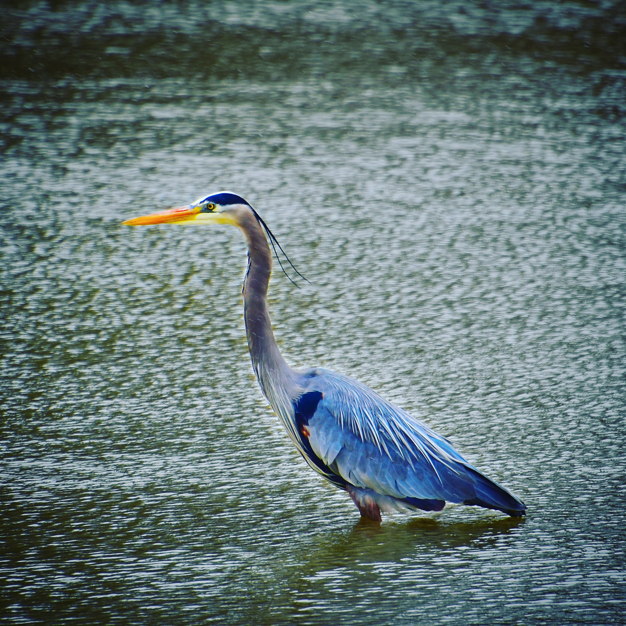 Nikon D7200 sample photo. Blue heron stalking its next meal. photography
