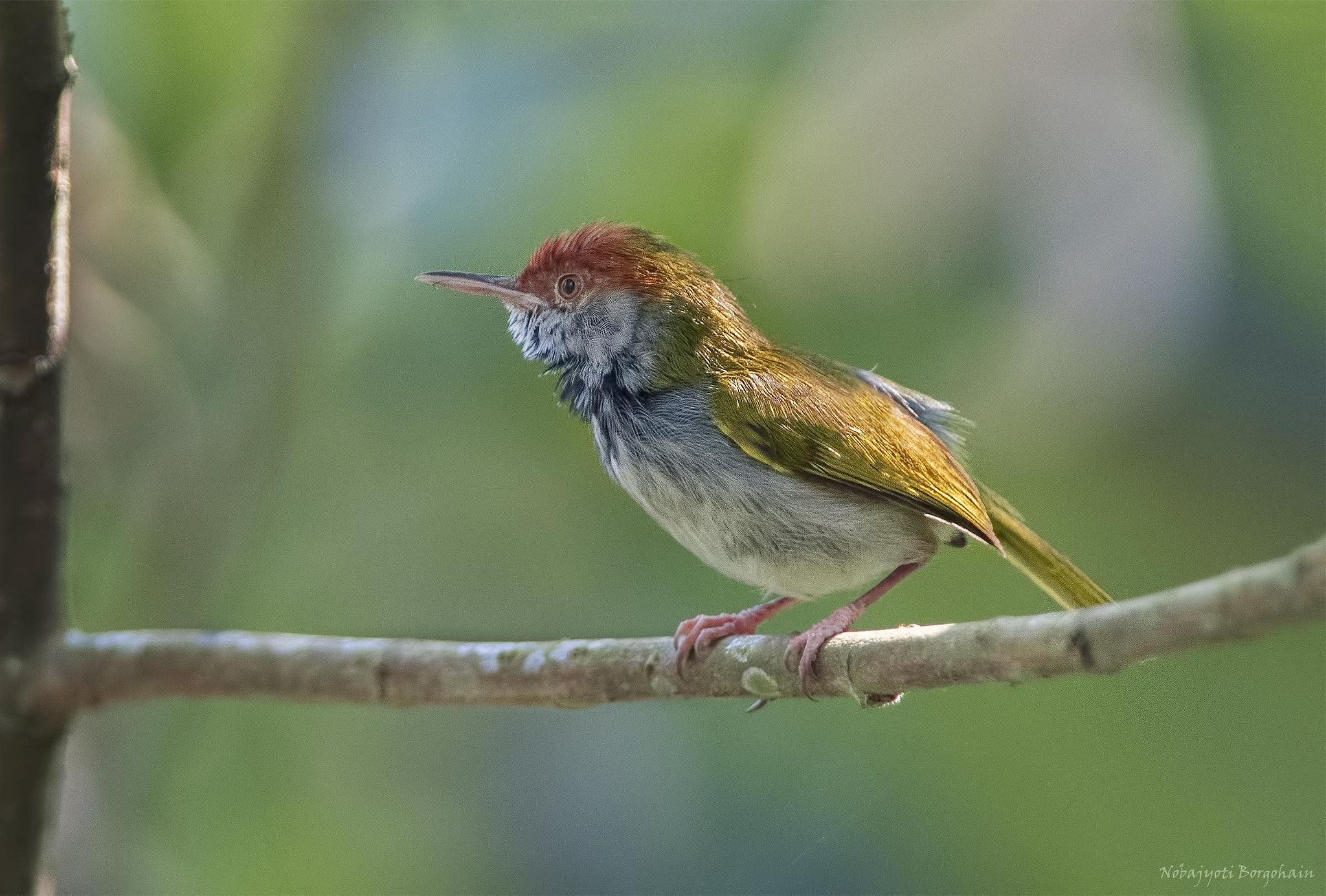 Nikon D500 + Nikon AF-S Nikkor 300mm F2.8G ED VR II sample photo. Dark necked tailorbird photography