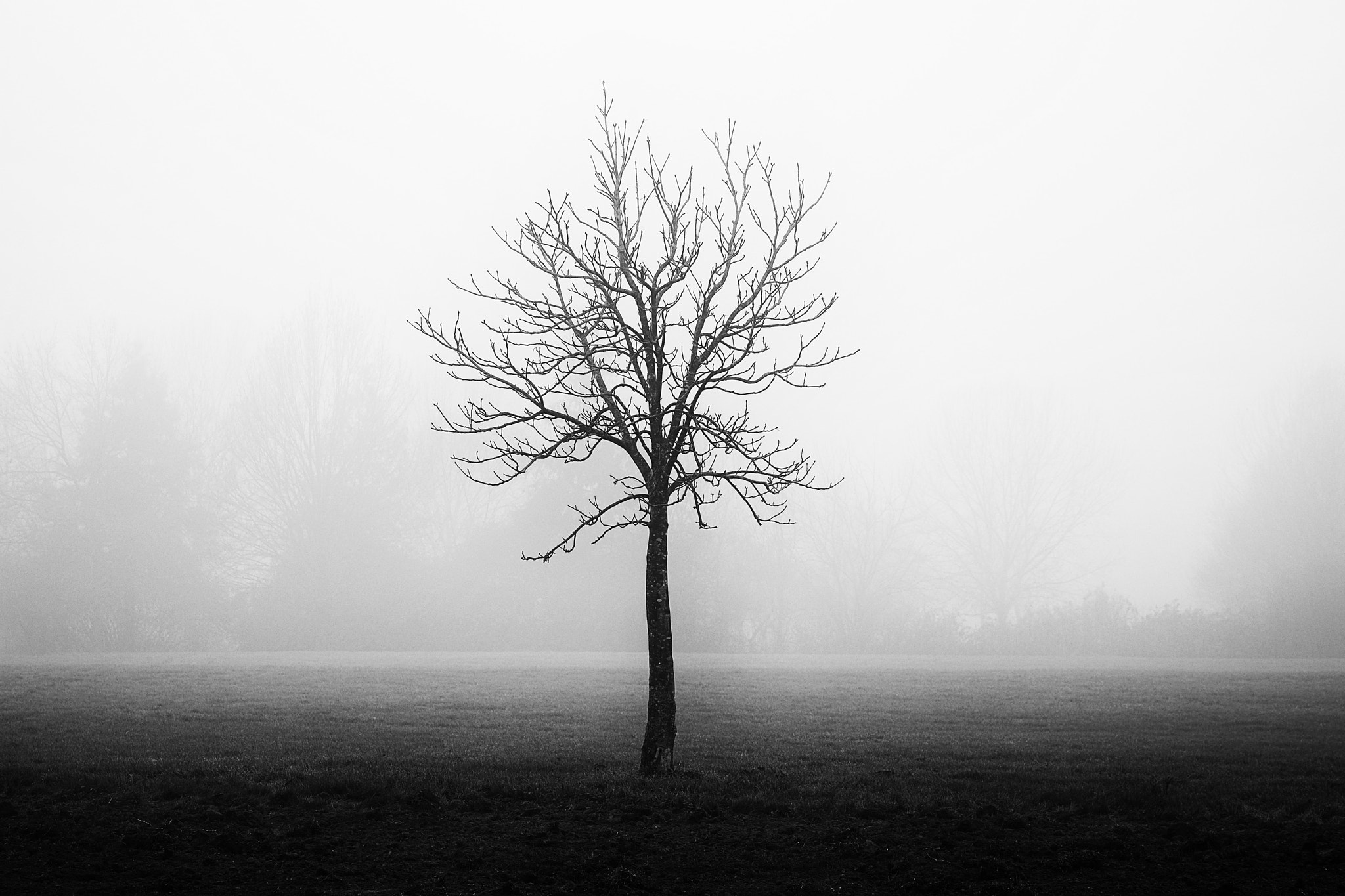 Fujifilm X-T1 + Fujifilm XF 60mm F2.4 R Macro sample photo. Lonely in the fog photography