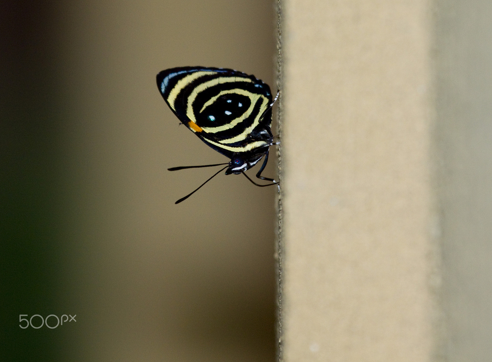 Canon EF 100-400mm F4.5-5.6L IS USM sample photo. What a beauty photography
