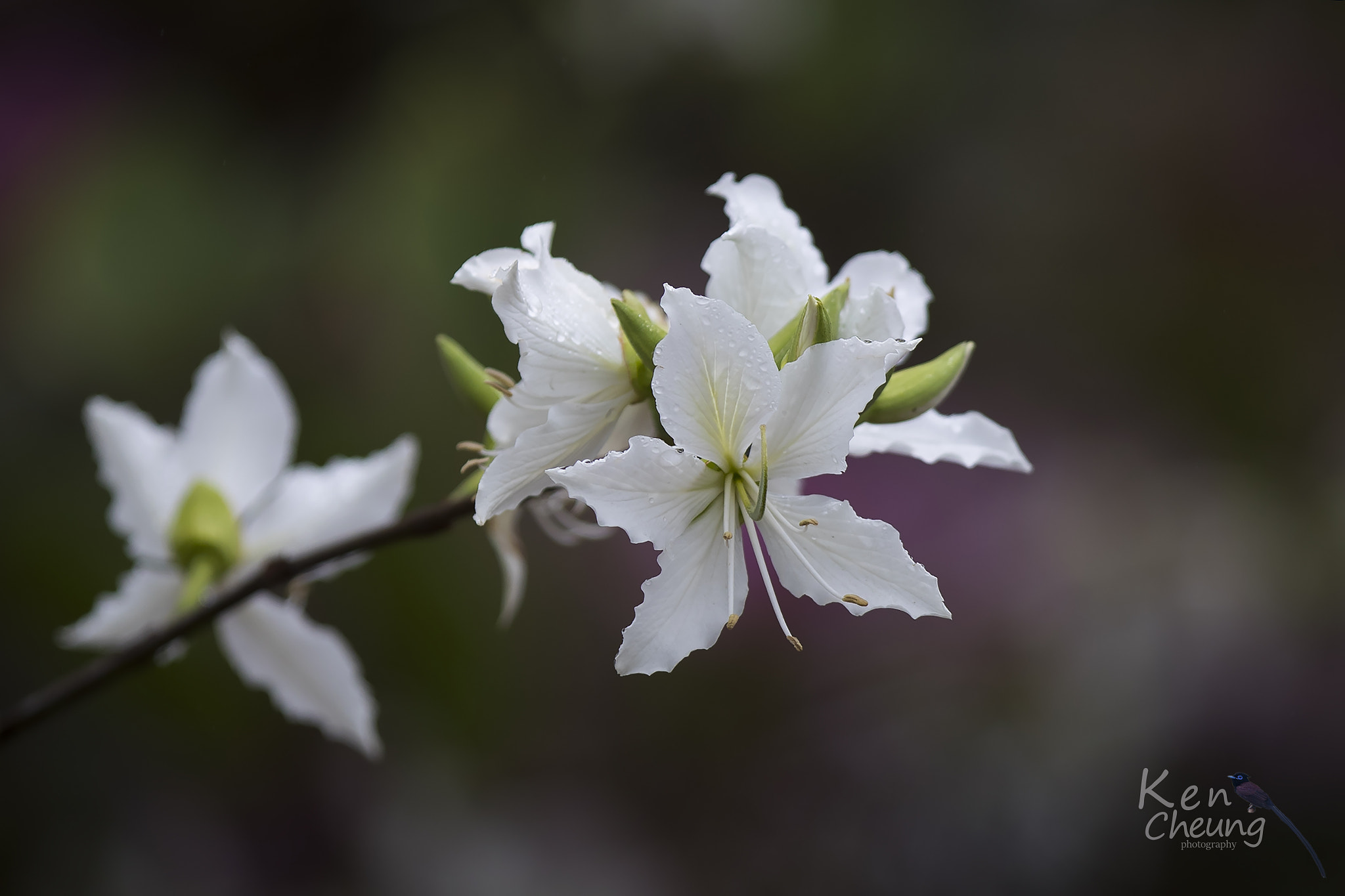 Canon EF 300mm F2.8L IS USM sample photo. White photography