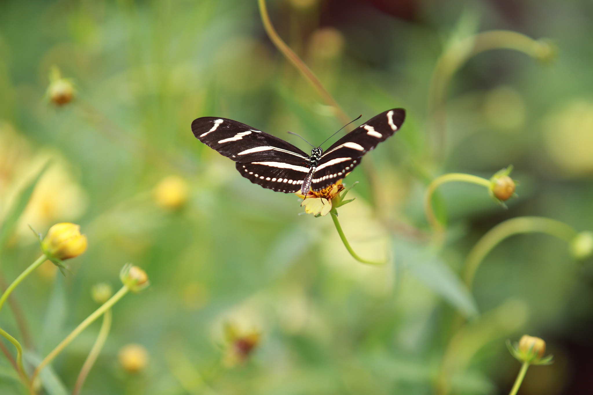 Canon EF 70-200mm F2.8L USM sample photo