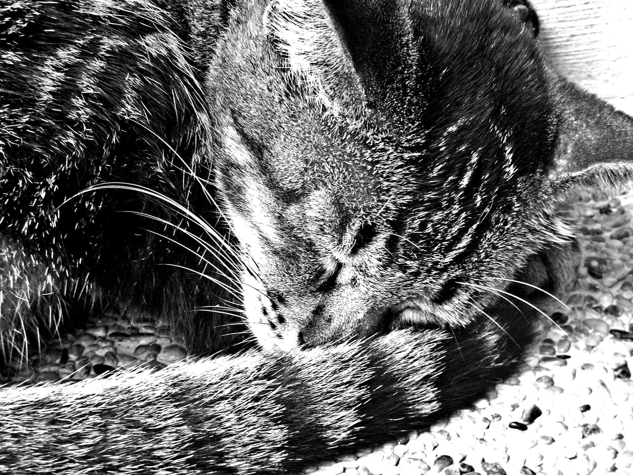 Nikon Coolpix S1200pj sample photo. Lazie sleepy city cat photography