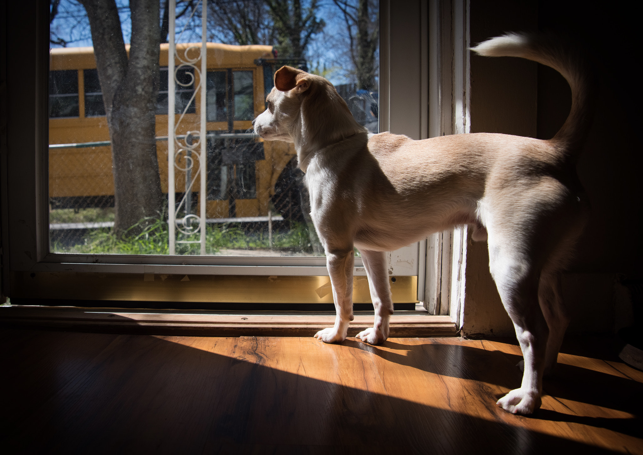 Nikon D810 + Nikon AF Nikkor 24-85mm F2.8-4D IF sample photo. A puppy awaits some playtime with the neighborhood kids after school....... photography