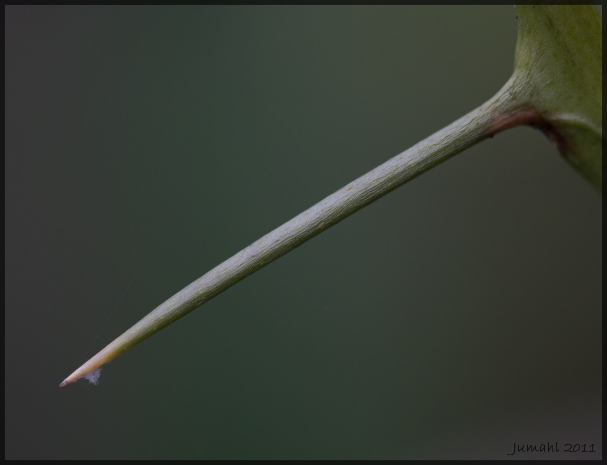 Canon EOS 7D + Canon EF 100mm F2.8 Macro USM sample photo. Fine point on it photography
