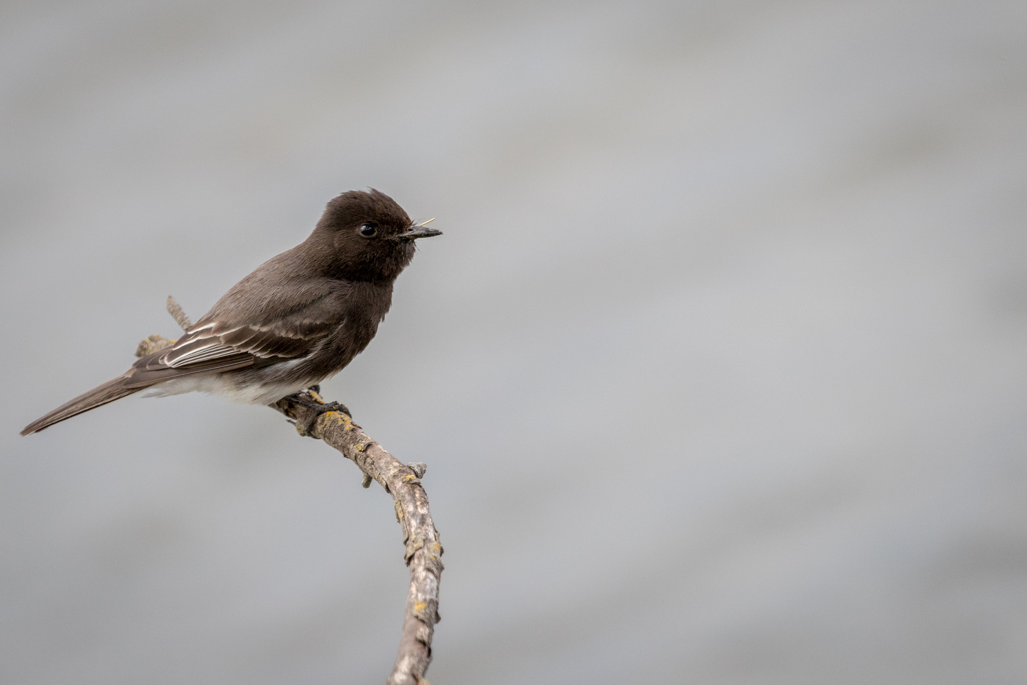 Canon EOS 80D sample photo. Black phoebe on branch photography