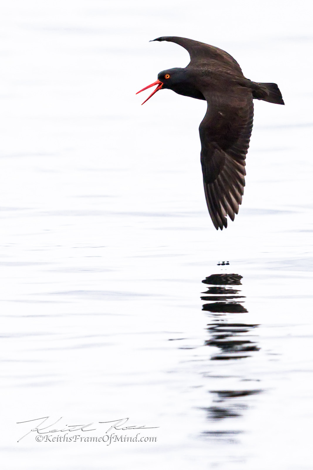 Canon EOS 7D Mark II + Canon EF 600mm F4L IS II USM sample photo. Oyster catcher photography