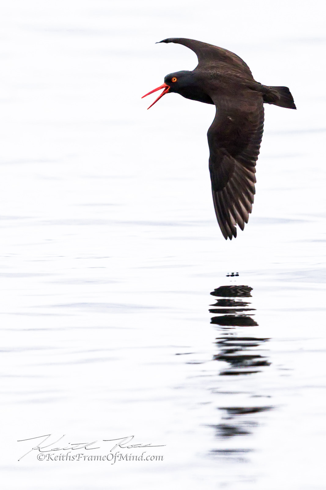 Canon EF 600mm F4L IS II USM sample photo. Oyster catcher photography