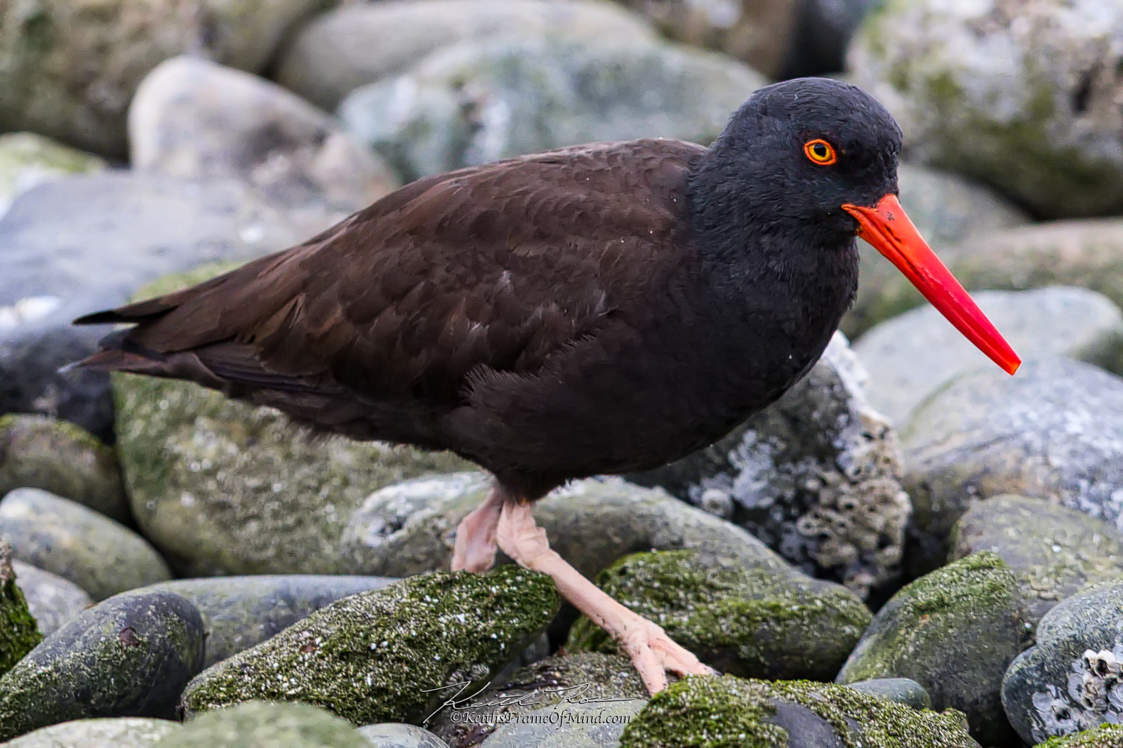 Canon EF 600mm F4L IS II USM sample photo. 500. oyster catcher photography