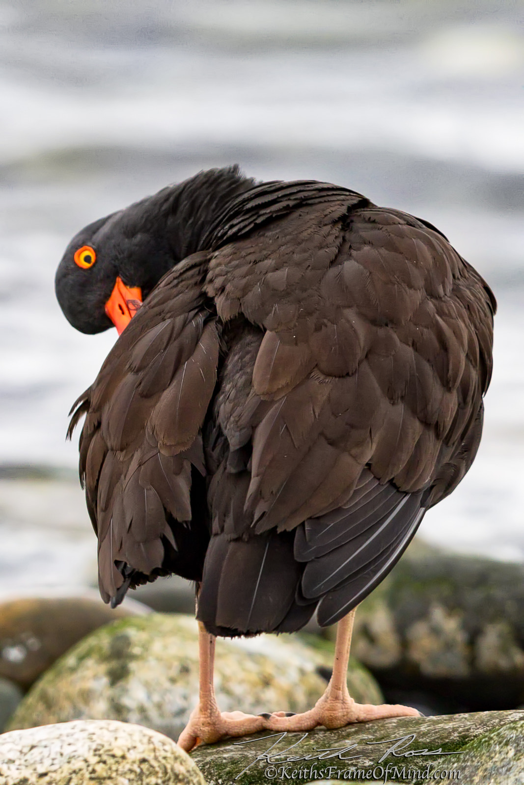 Canon EF 600mm F4L IS II USM sample photo. 501. oyster catcher photography