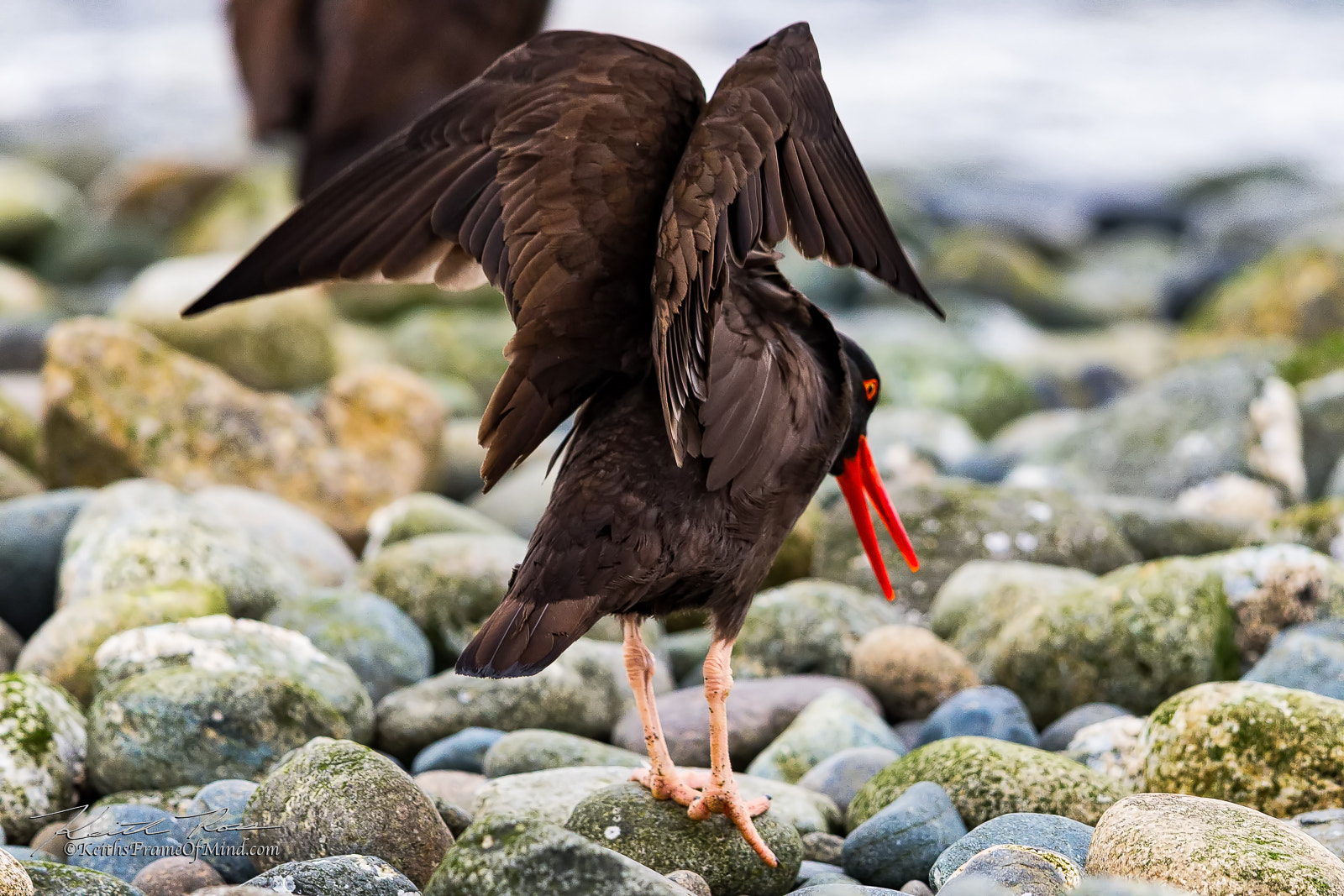 Canon EF 600mm F4L IS II USM sample photo. 502. oyster catcher photography