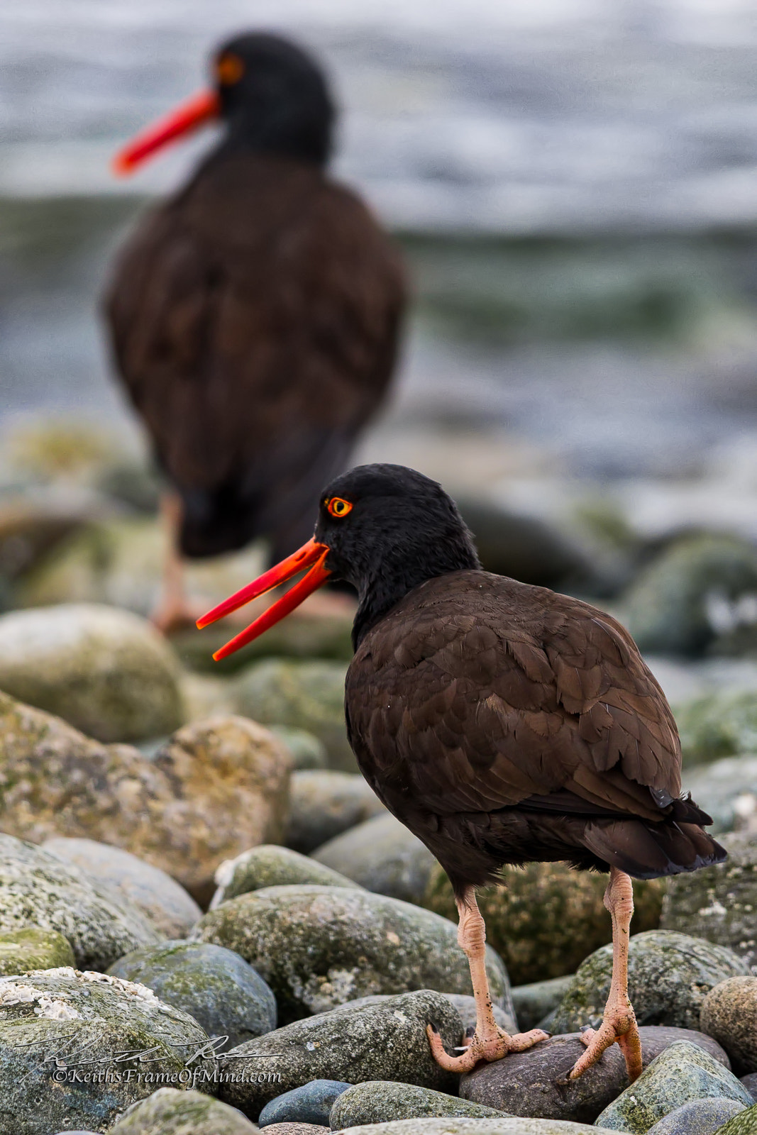 Canon EF 600mm F4L IS II USM sample photo. 503. oyster catcher photography
