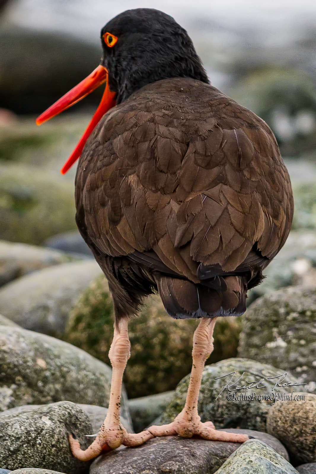 Canon EOS 7D Mark II + Canon EF 600mm F4L IS II USM sample photo. 504. oyster catcher photography
