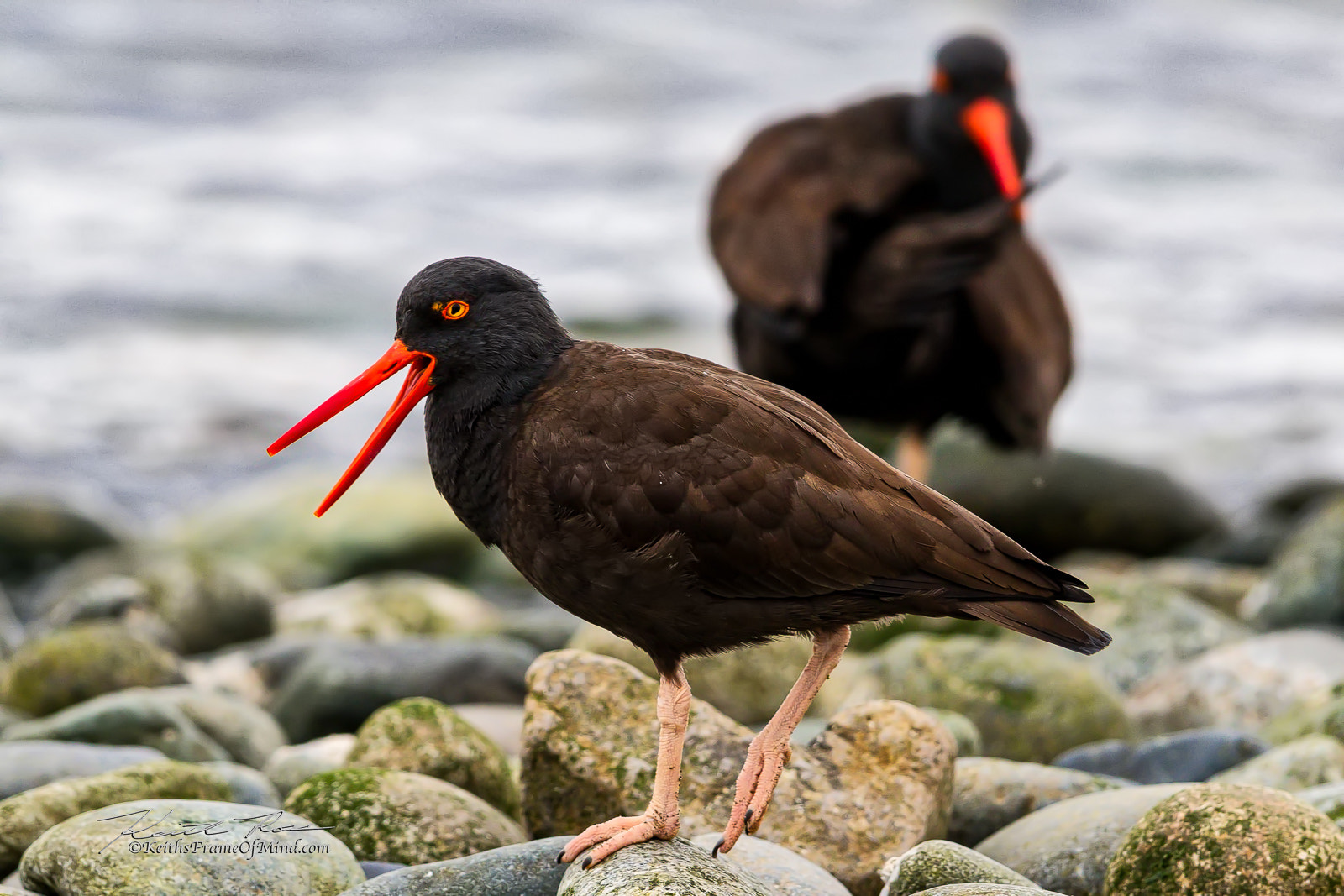 Canon EF 600mm F4L IS II USM sample photo. Oyster catcher photography