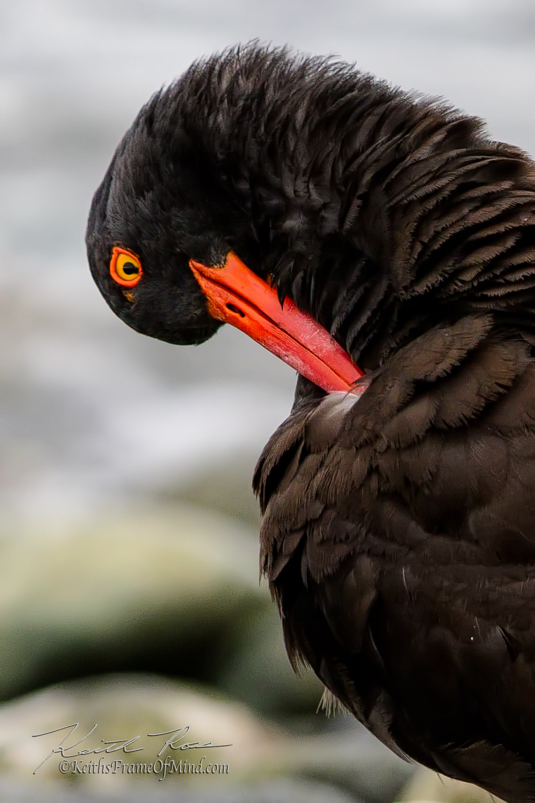 Canon EOS 7D Mark II sample photo. 506. oyster catcher photography