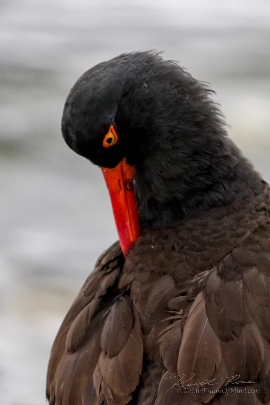 Canon EF 600mm F4L IS II USM sample photo. 507. oyster catcher photography
