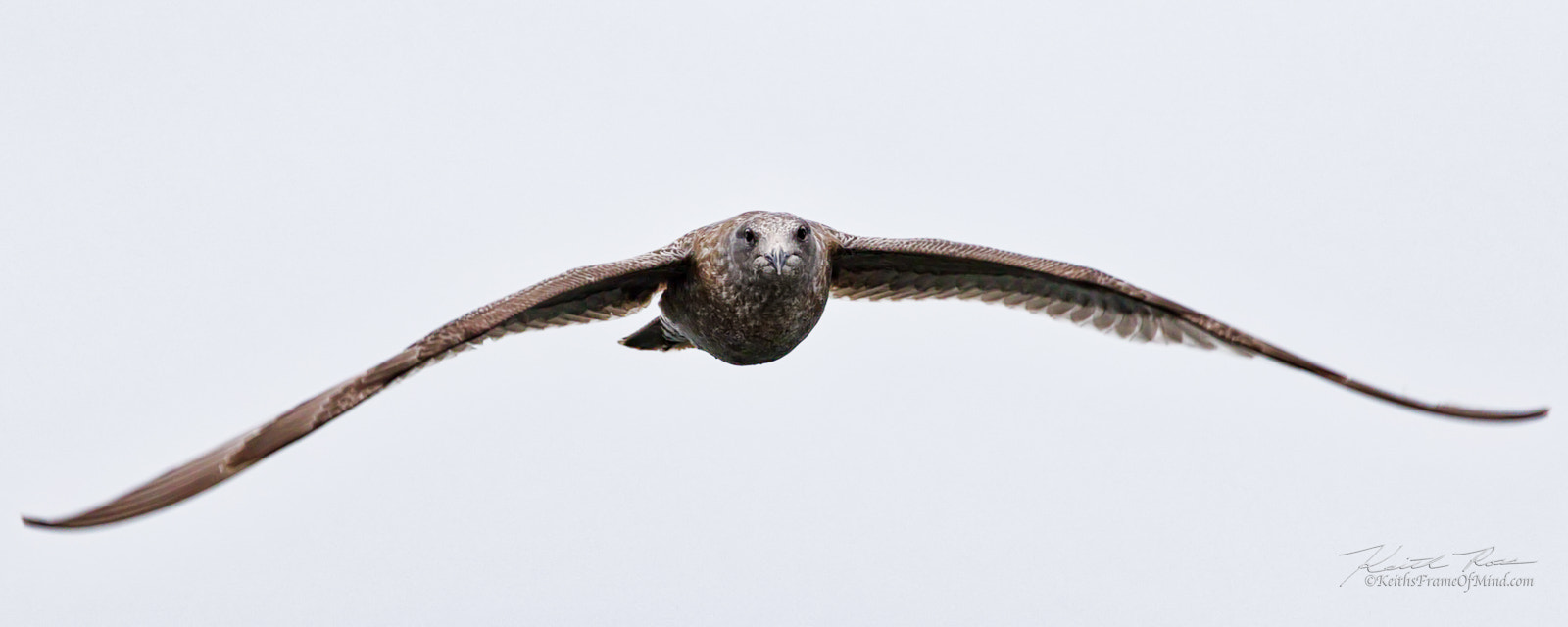 Canon EF 600mm F4L IS II USM sample photo. 509. seagull gliding photography