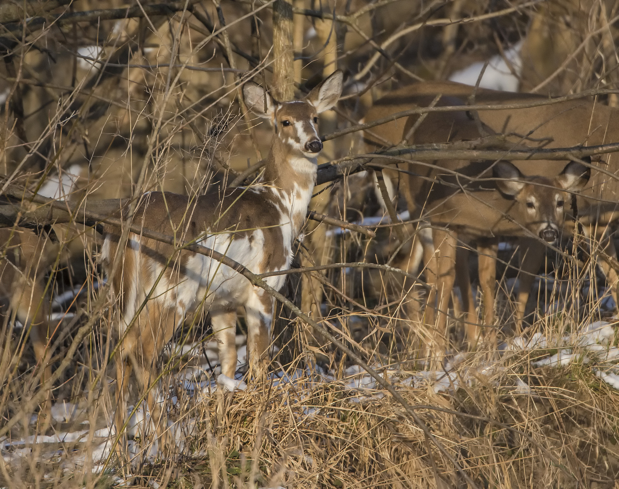 Canon EOS-1D X + Canon EF 500mm F4L IS USM sample photo. Piebald deer photography