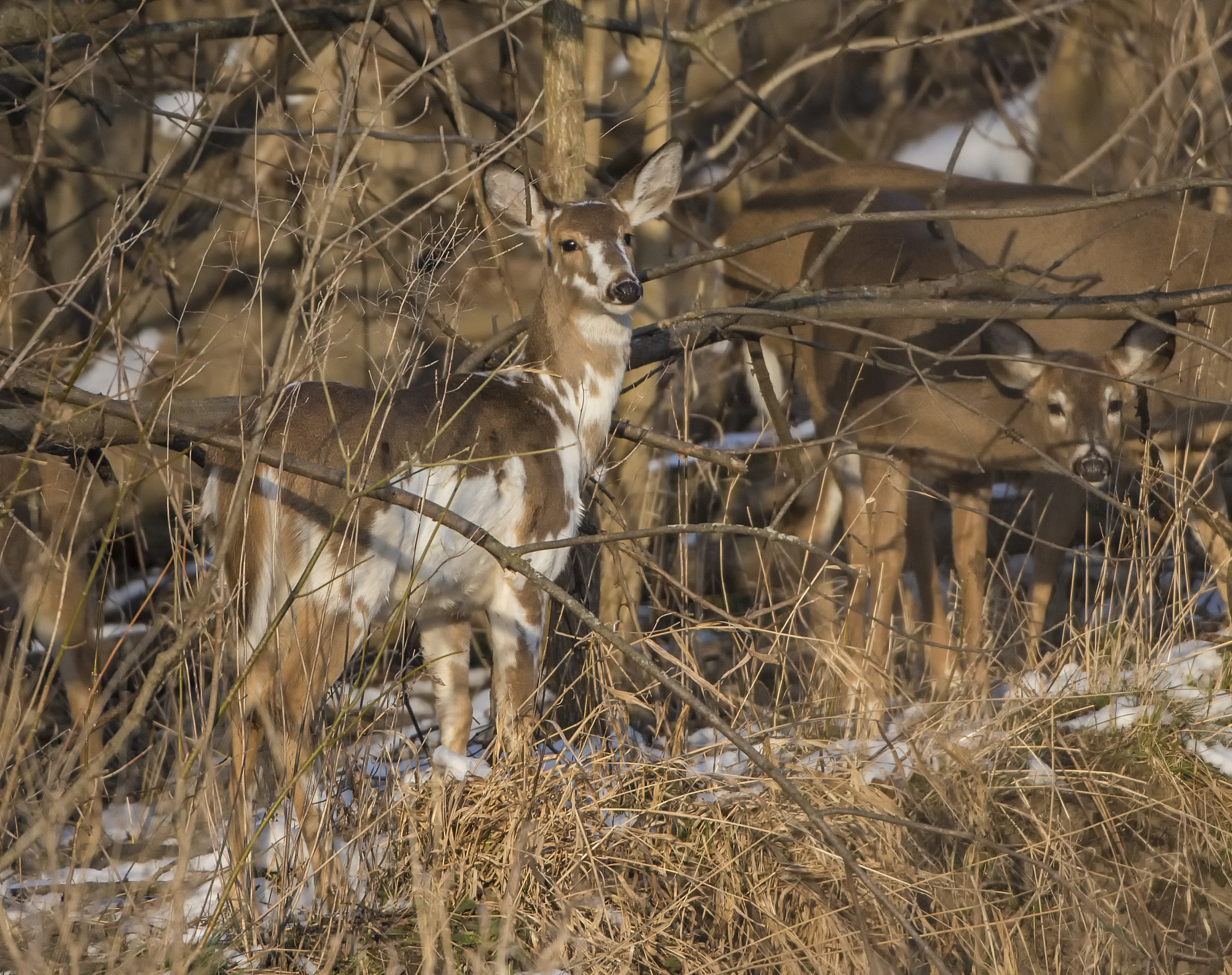 Canon EF 500mm F4L IS USM sample photo. Piebald deer photography