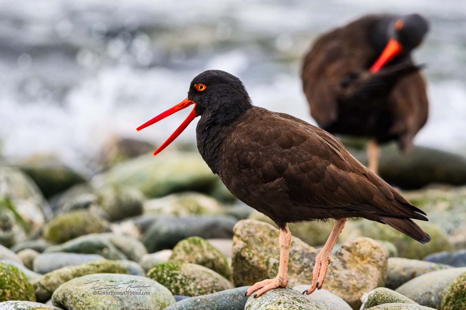 Canon EF 600mm F4L IS II USM sample photo. Oyster catcher on beach photography