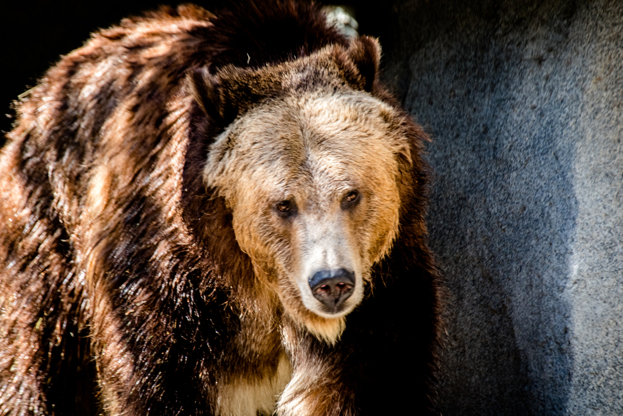 Pentax K-1 + Sigma sample photo. Bear photography