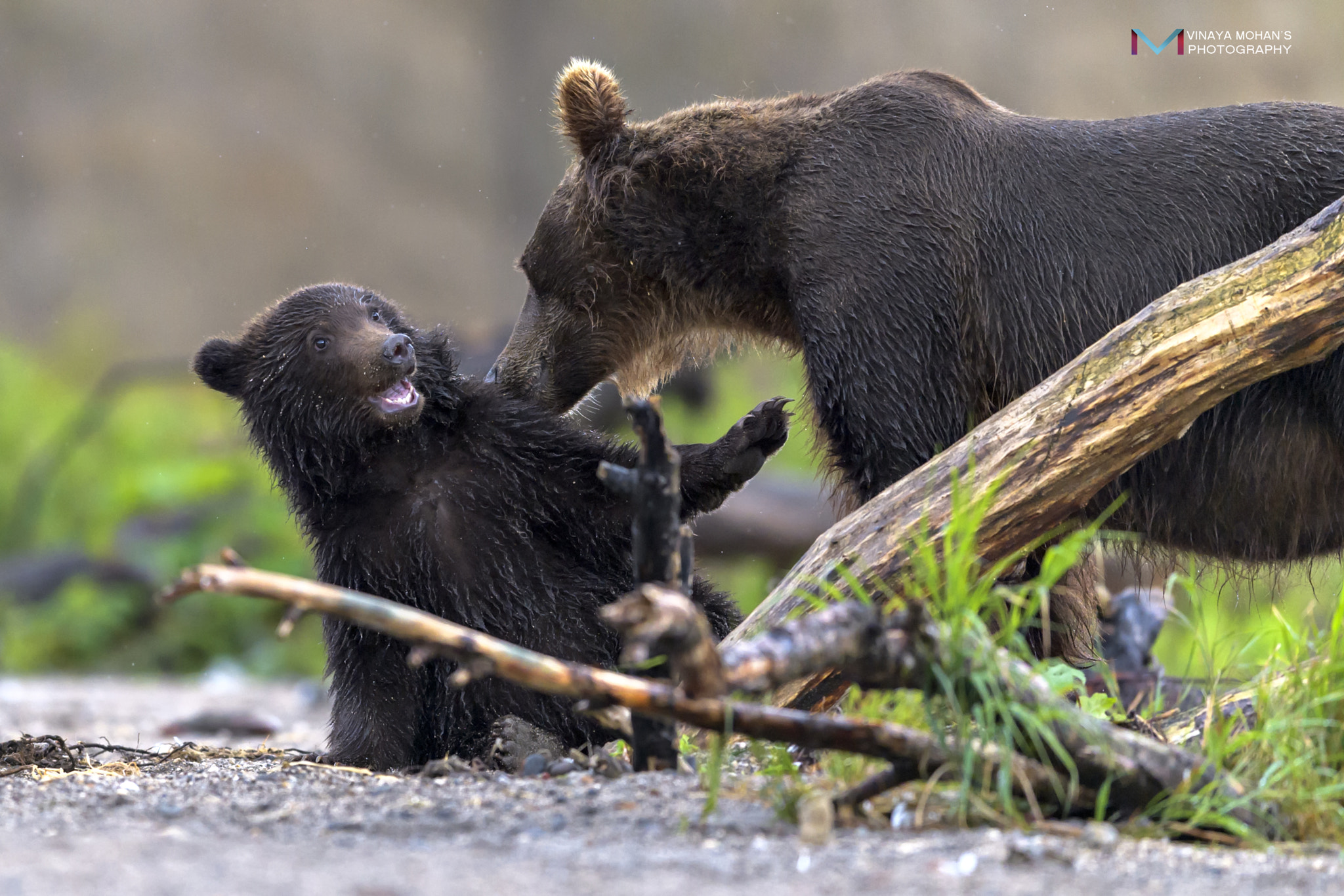 Nikon AF-S Nikkor 400mm F2.8E FL ED VR sample photo. Play time photography