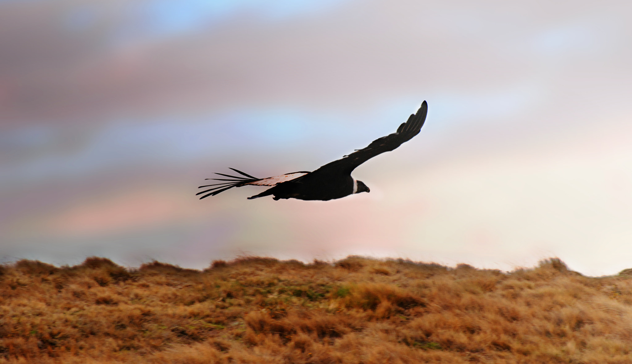 Nikon D80 sample photo. "condor" photography