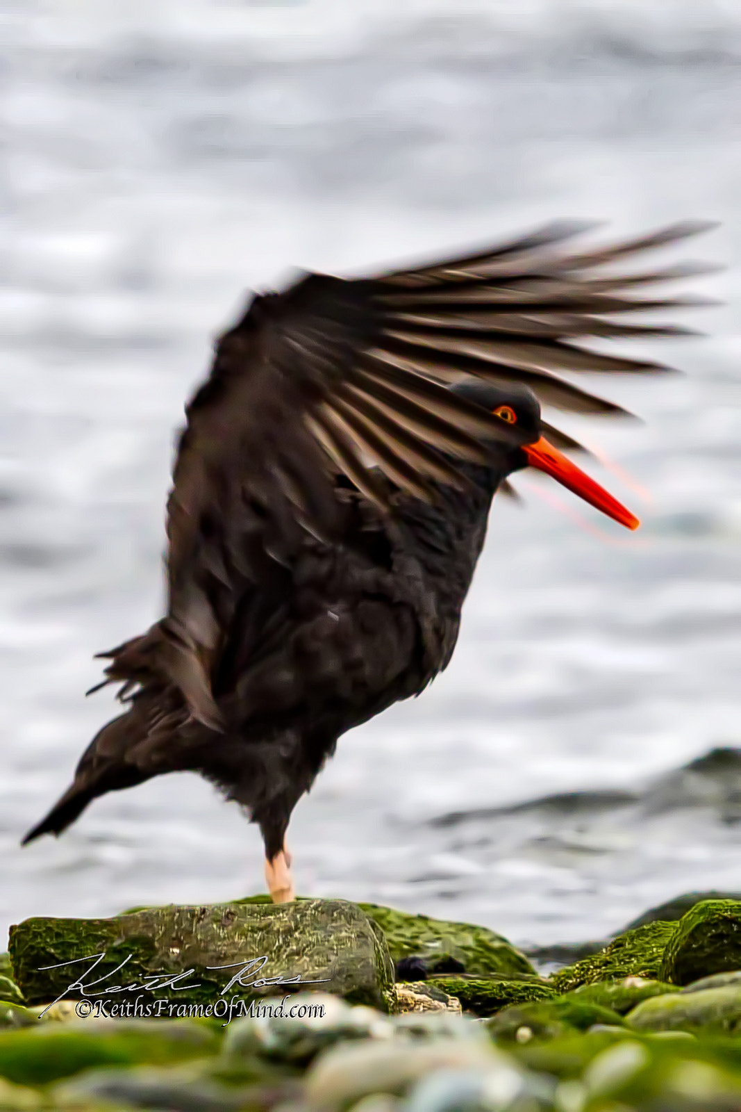 Canon EF 600mm F4L IS II USM sample photo. 499. photography