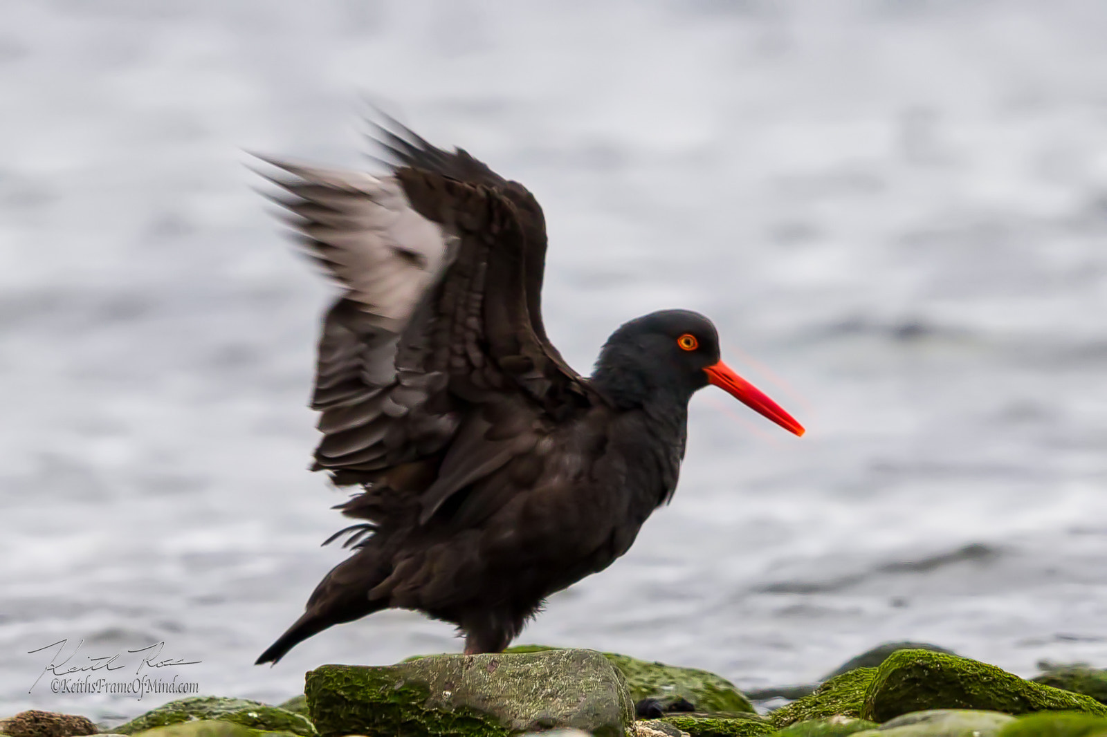 Canon EOS 7D Mark II + Canon EF 600mm F4L IS II USM sample photo. Oyster catcher on beach photography