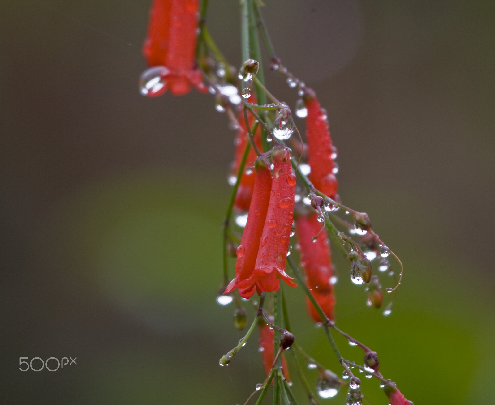Canon EF 100-400mm F4.5-5.6L IS USM sample photo. Tiny trumpets photography