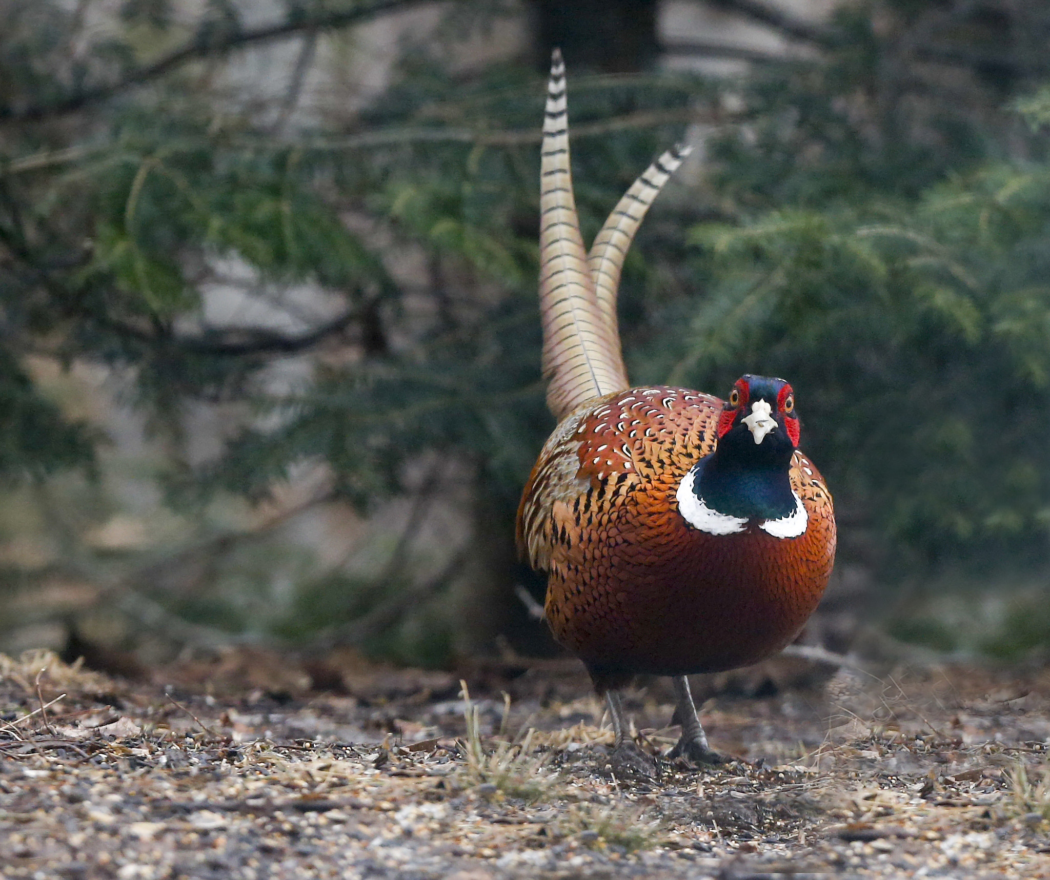 Canon EF 300mm F2.8L IS USM sample photo. You again? photography