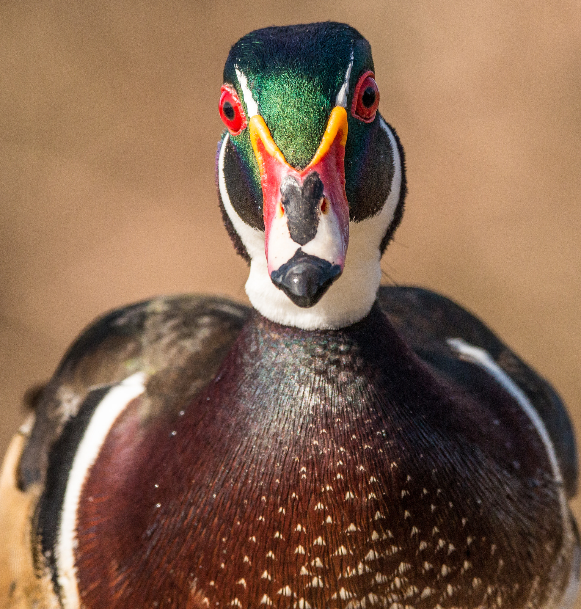 150-600mm F5-6.3 DG OS HSM | Contemporary 015 sample photo. Woody photography