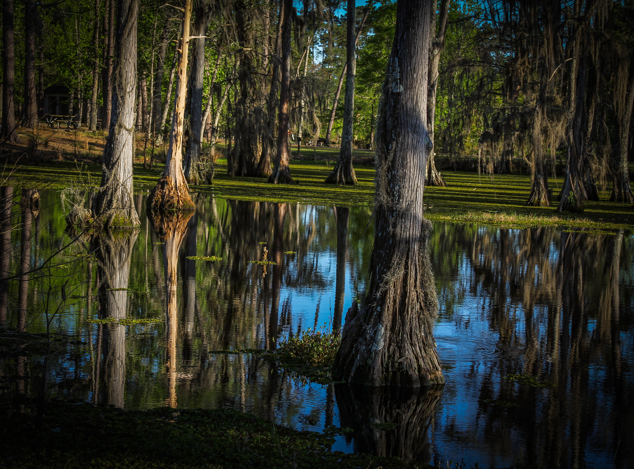 Sigma 18-250mm F3.5-6.3 DC OS HSM sample photo. Lake charles photography