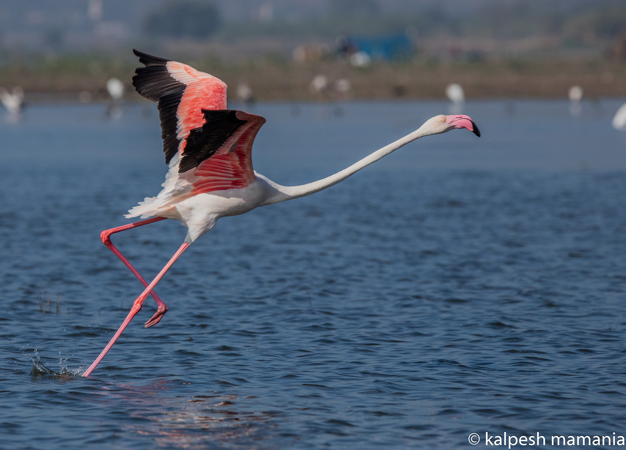 Tamron SP 150-600mm F5-6.3 Di VC USD sample photo. The takeoff.  photography
