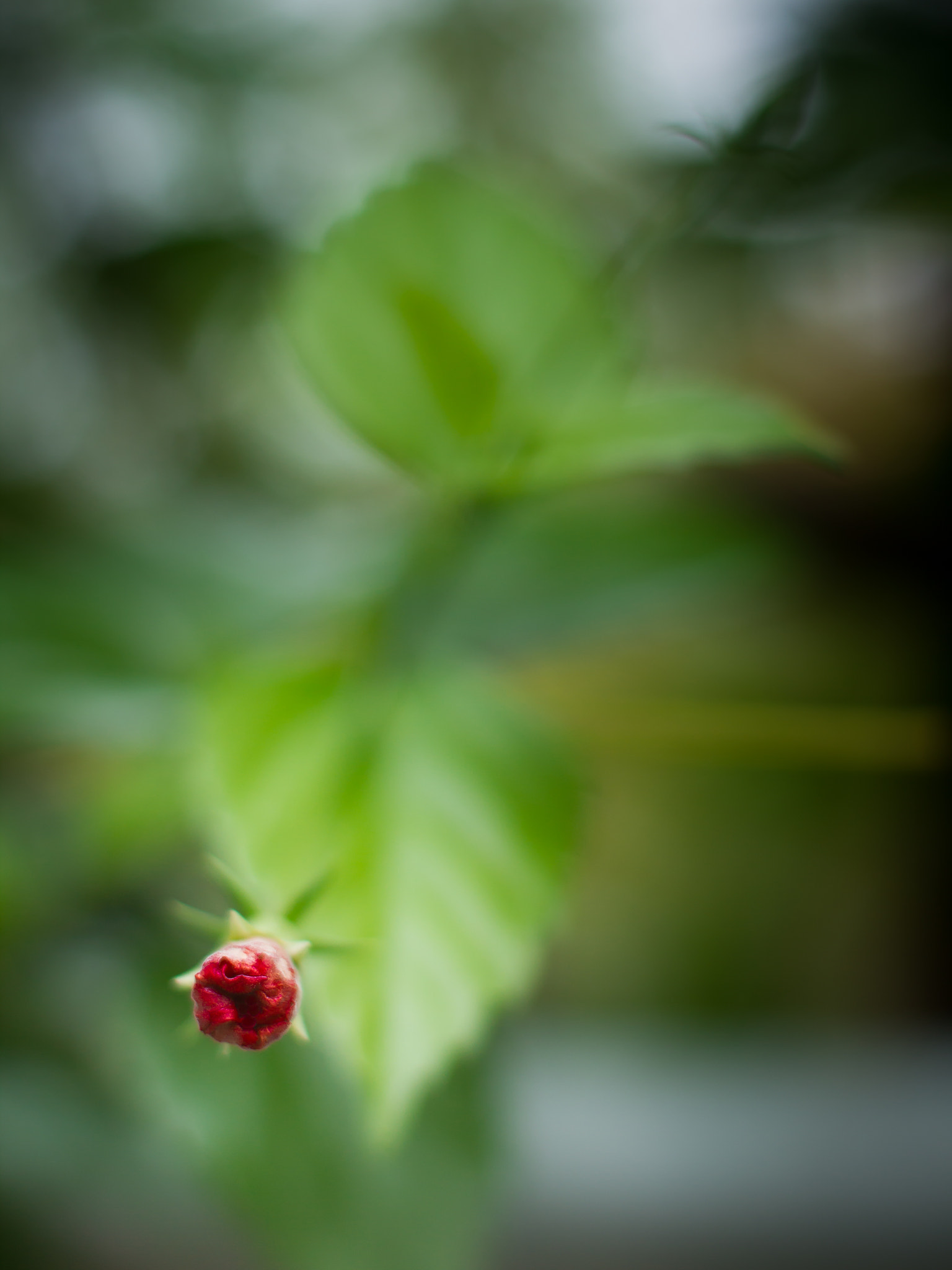 Canon EOS 550D (EOS Rebel T2i / EOS Kiss X4) + Canon EF 50mm F1.4 USM sample photo. Hibiscus bud. photography