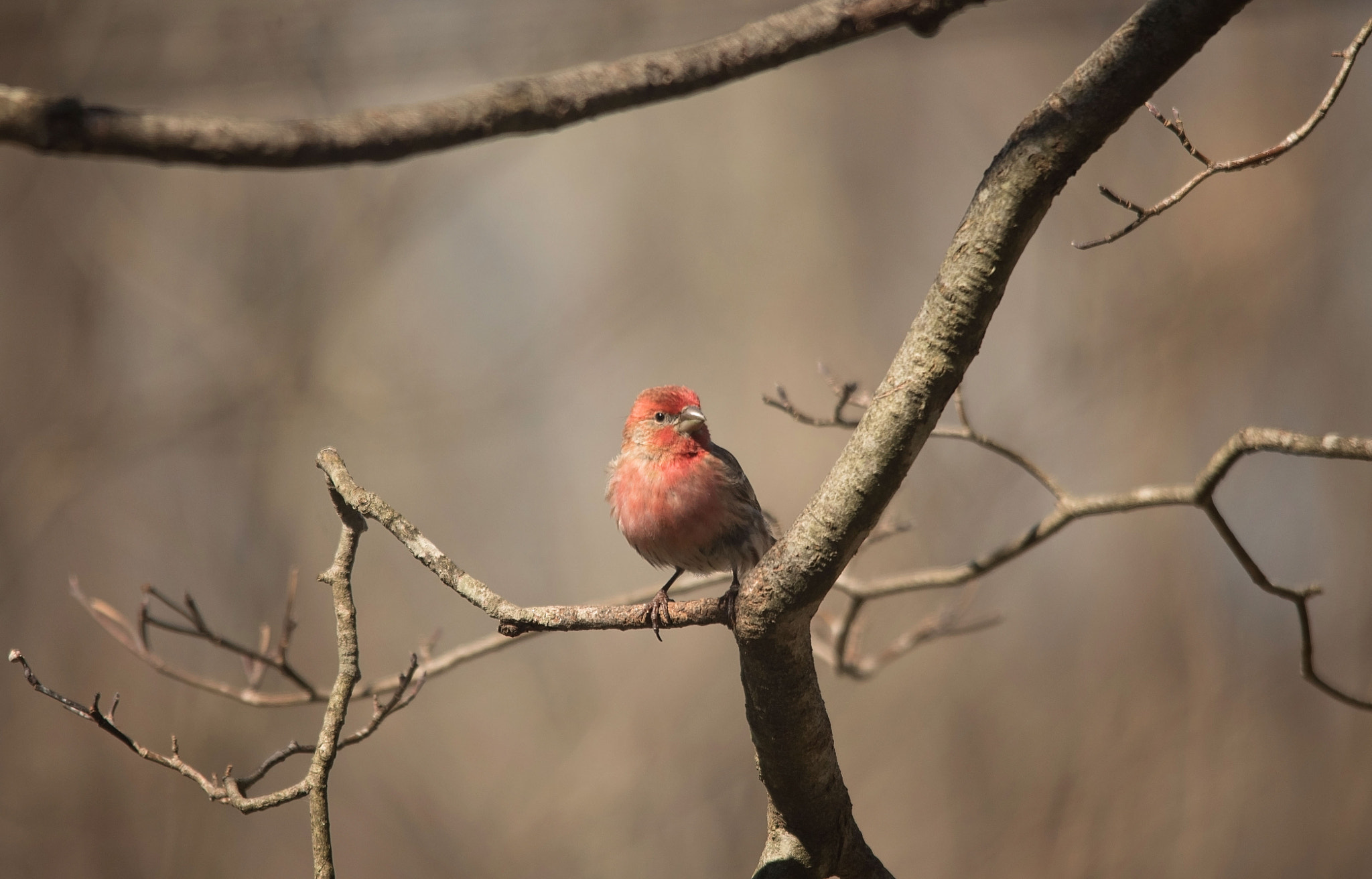 Sigma 150-500mm F5-6.3 DG OS HSM sample photo. Purple finch photography
