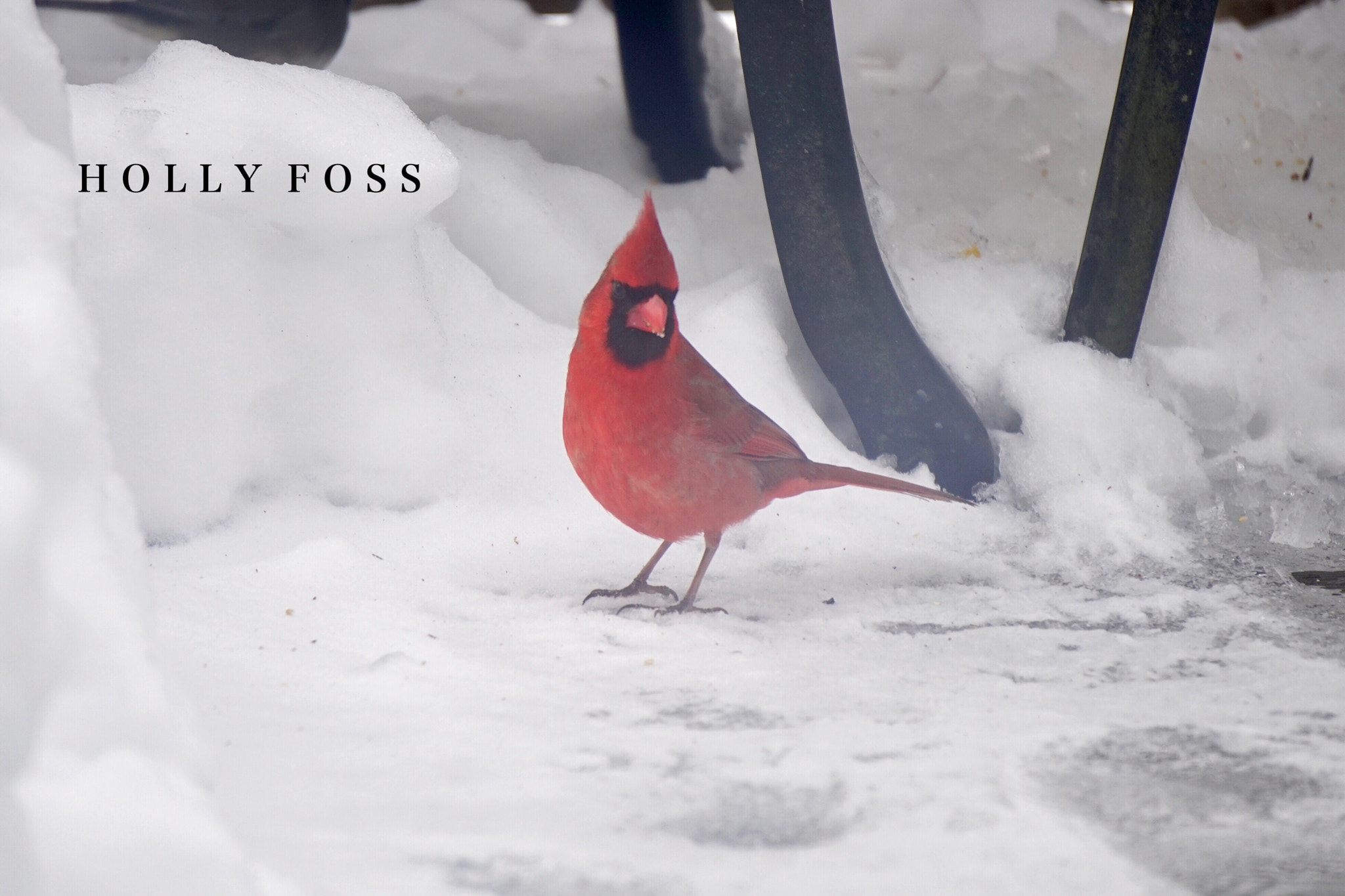 Sony E 55-210mm F4.5-6.3 OSS sample photo. Red cardinal photography