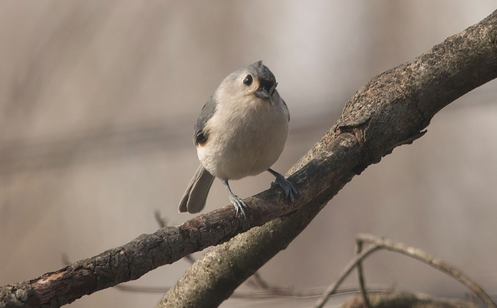 Sigma 150-500mm F5-6.3 DG OS HSM sample photo. Tufted titmouse photography