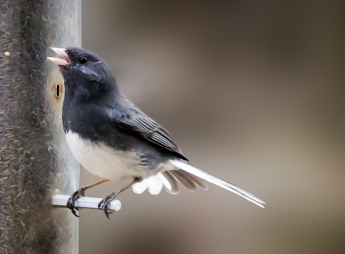 Canon EF-S 55-250mm F4-5.6 IS STM sample photo. Dark eyed slate colored junco male photography