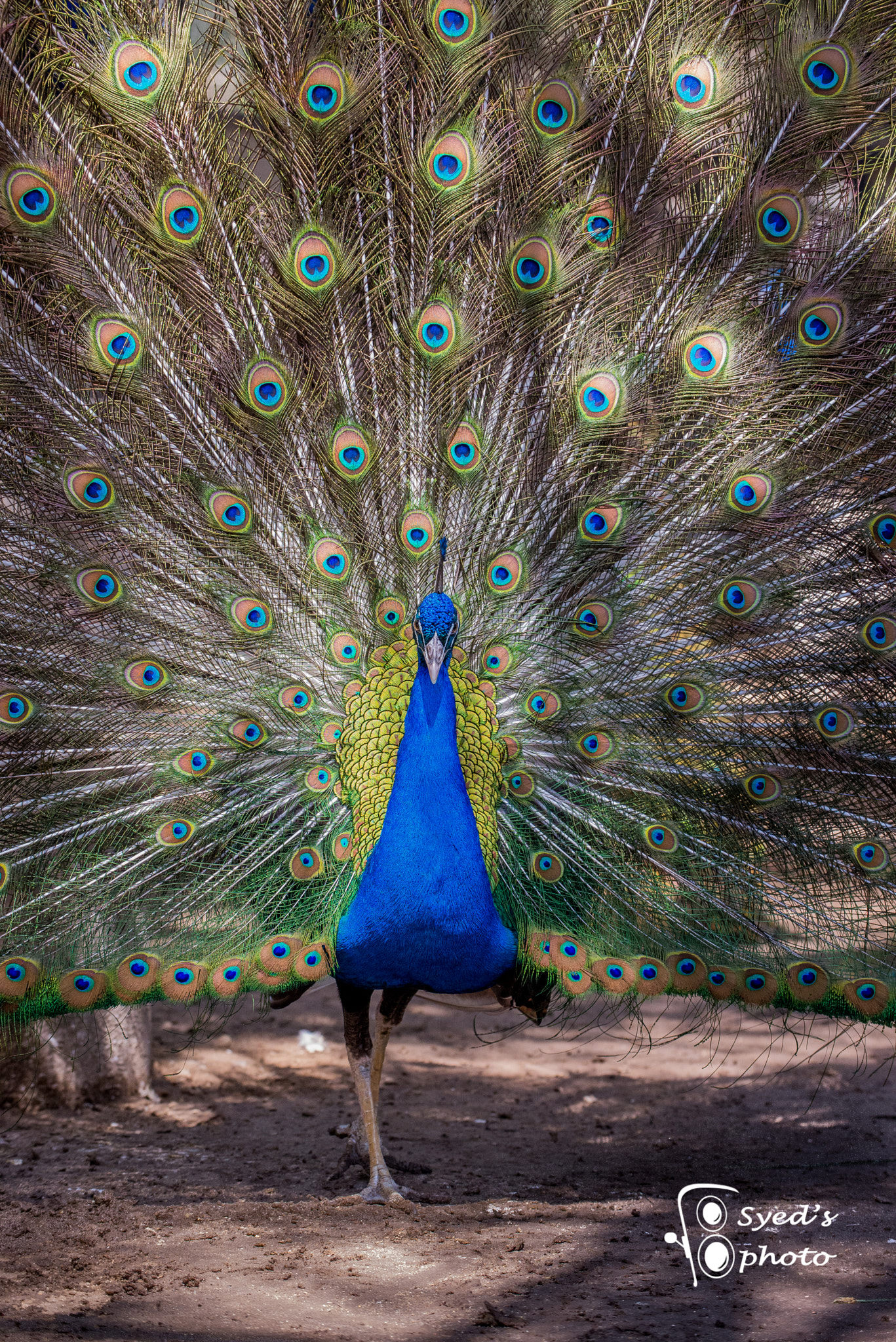 Nikon D600 sample photo. Picture perfect photography