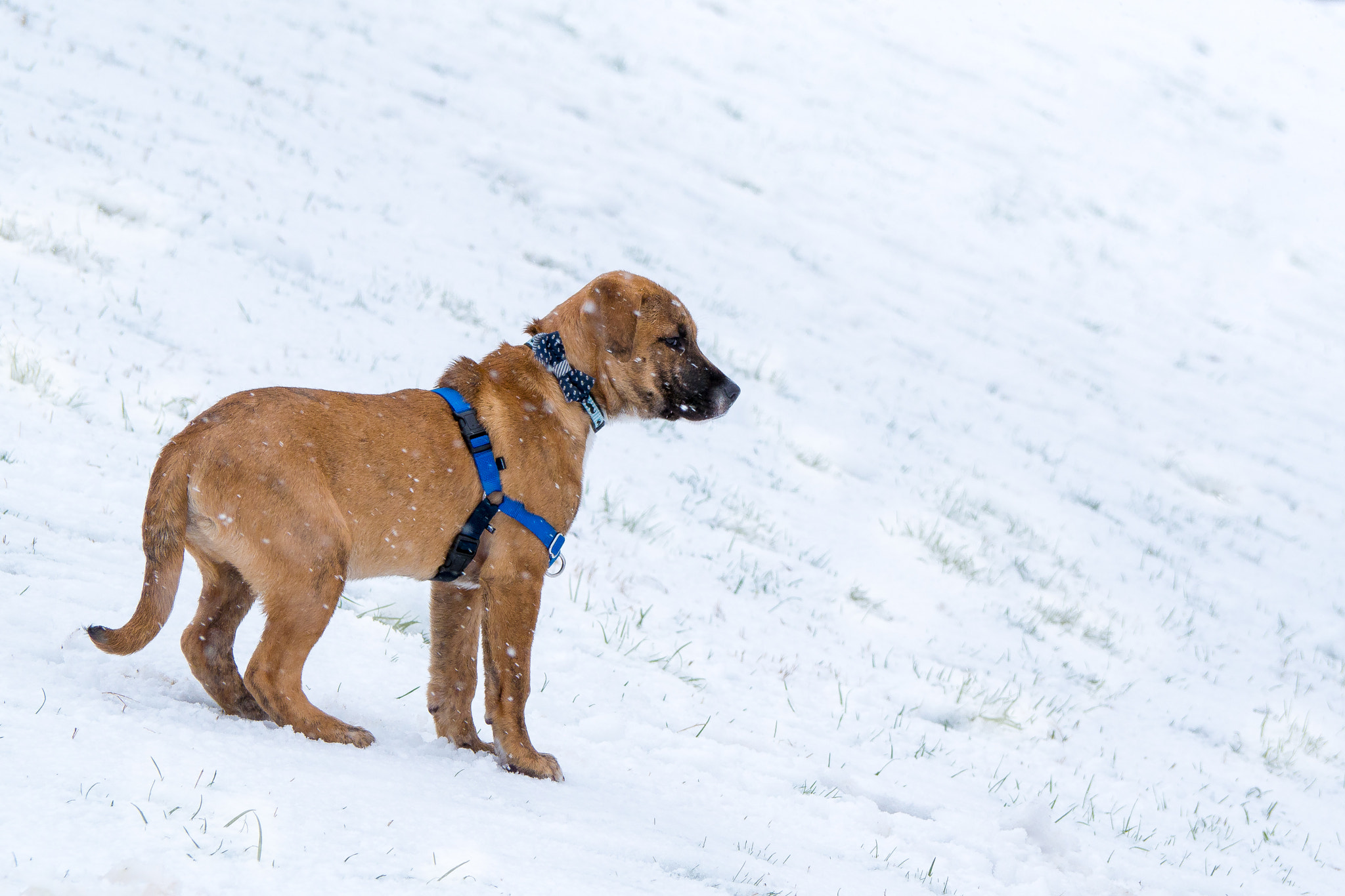 LUMIX G VARIO 45-200/F4.0-5.6II sample photo. Puppy in the snow photography